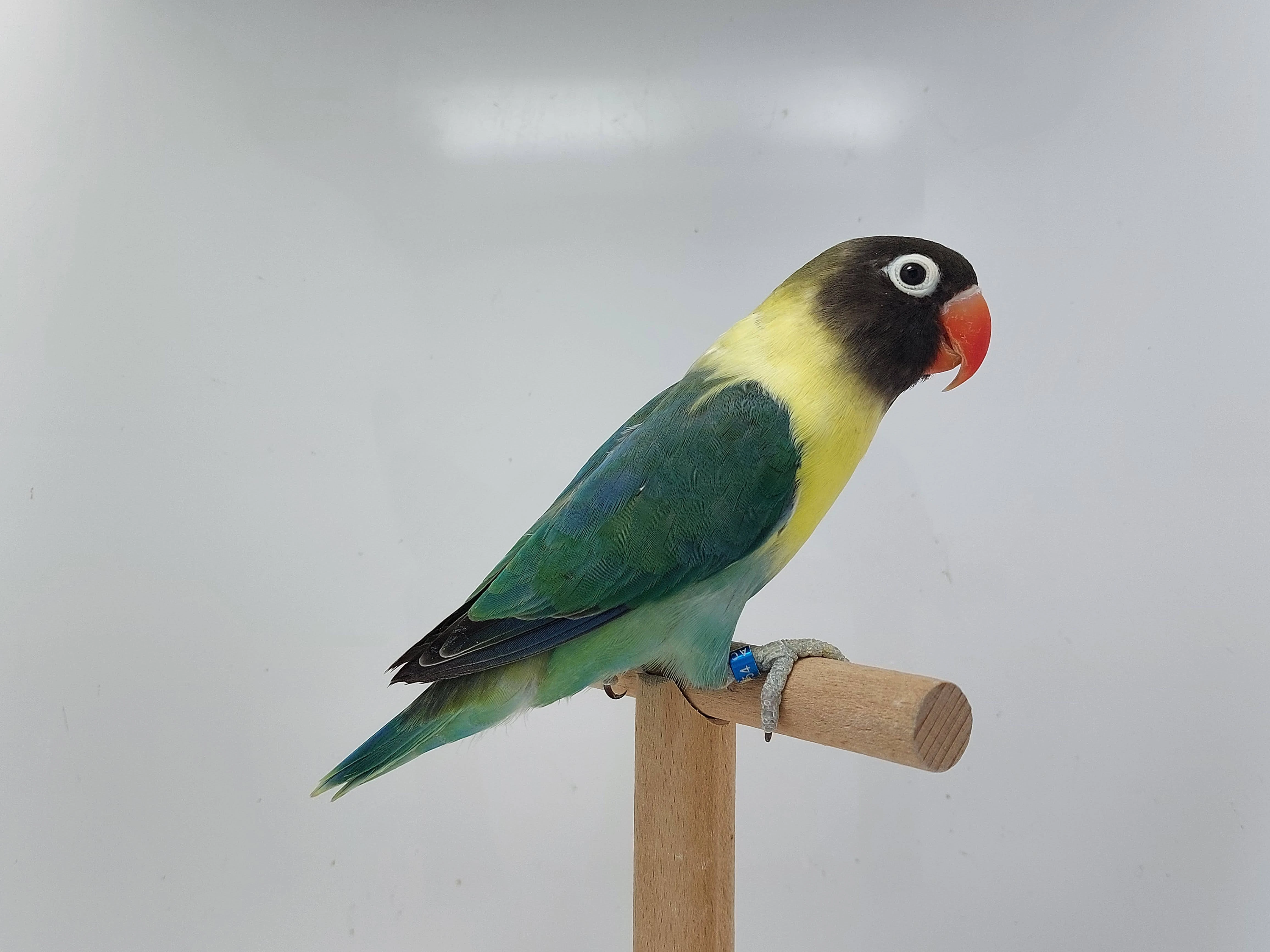 Agapornis personatus