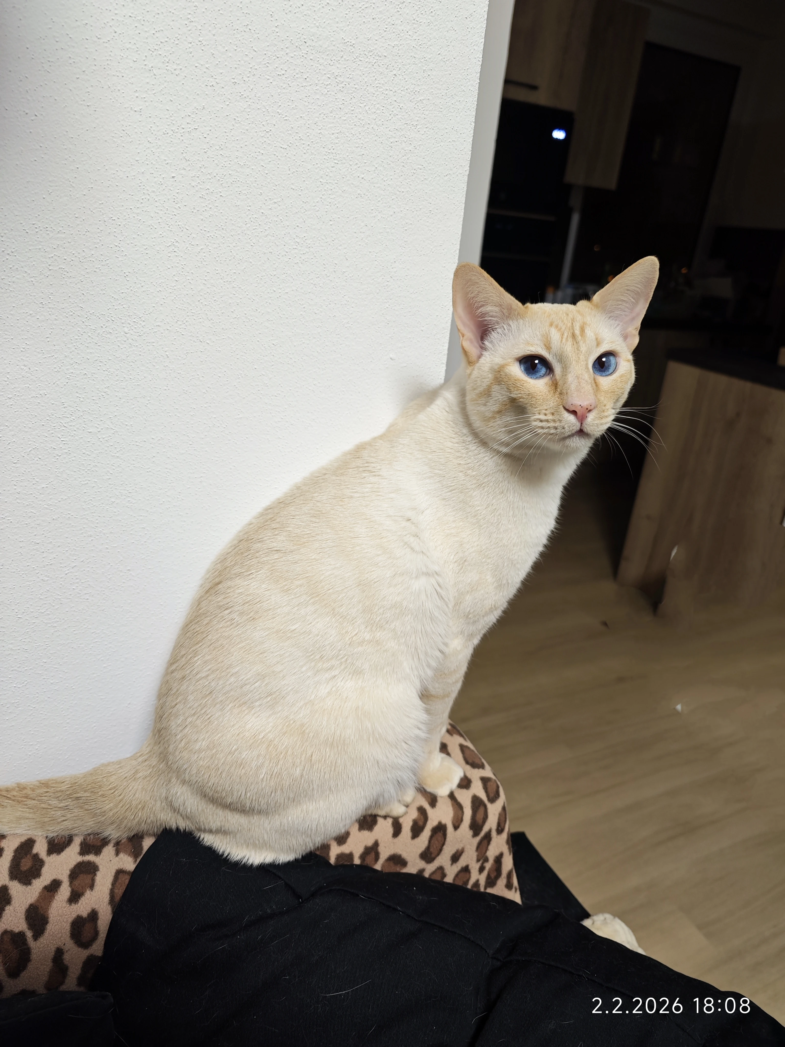 Nabízíme krytí Siamským kocourkem flame point