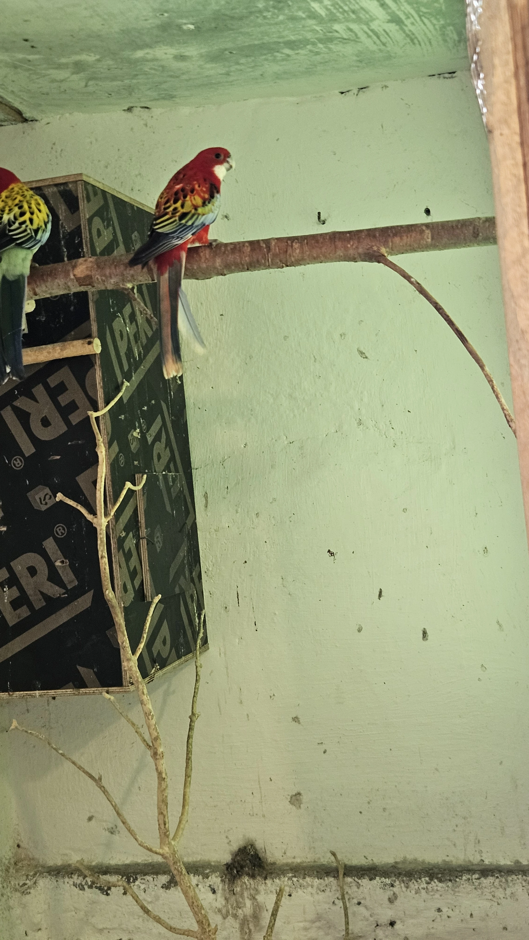 Rosela opalin/zlatá