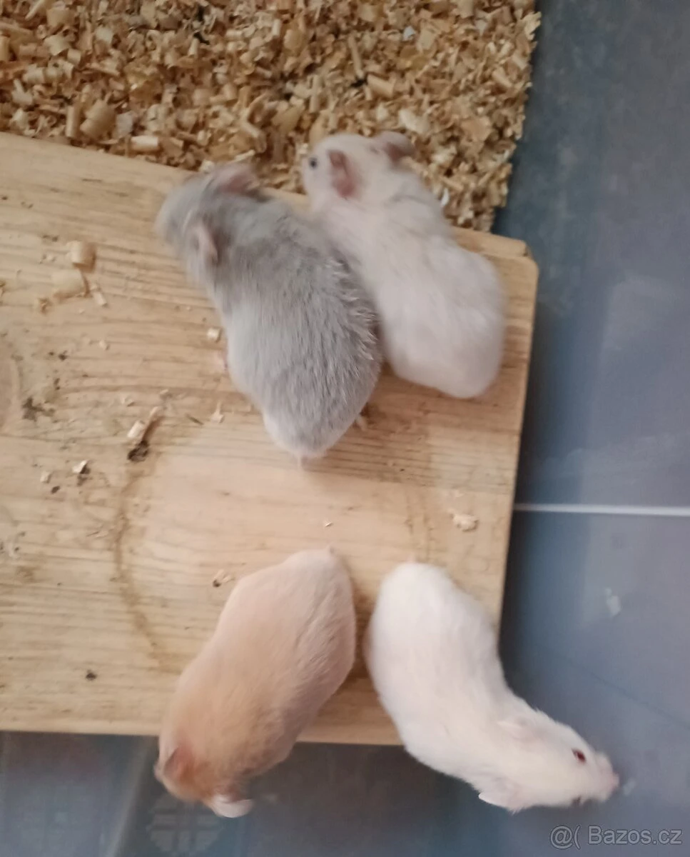 Křeček syrský (zlatý, panda)