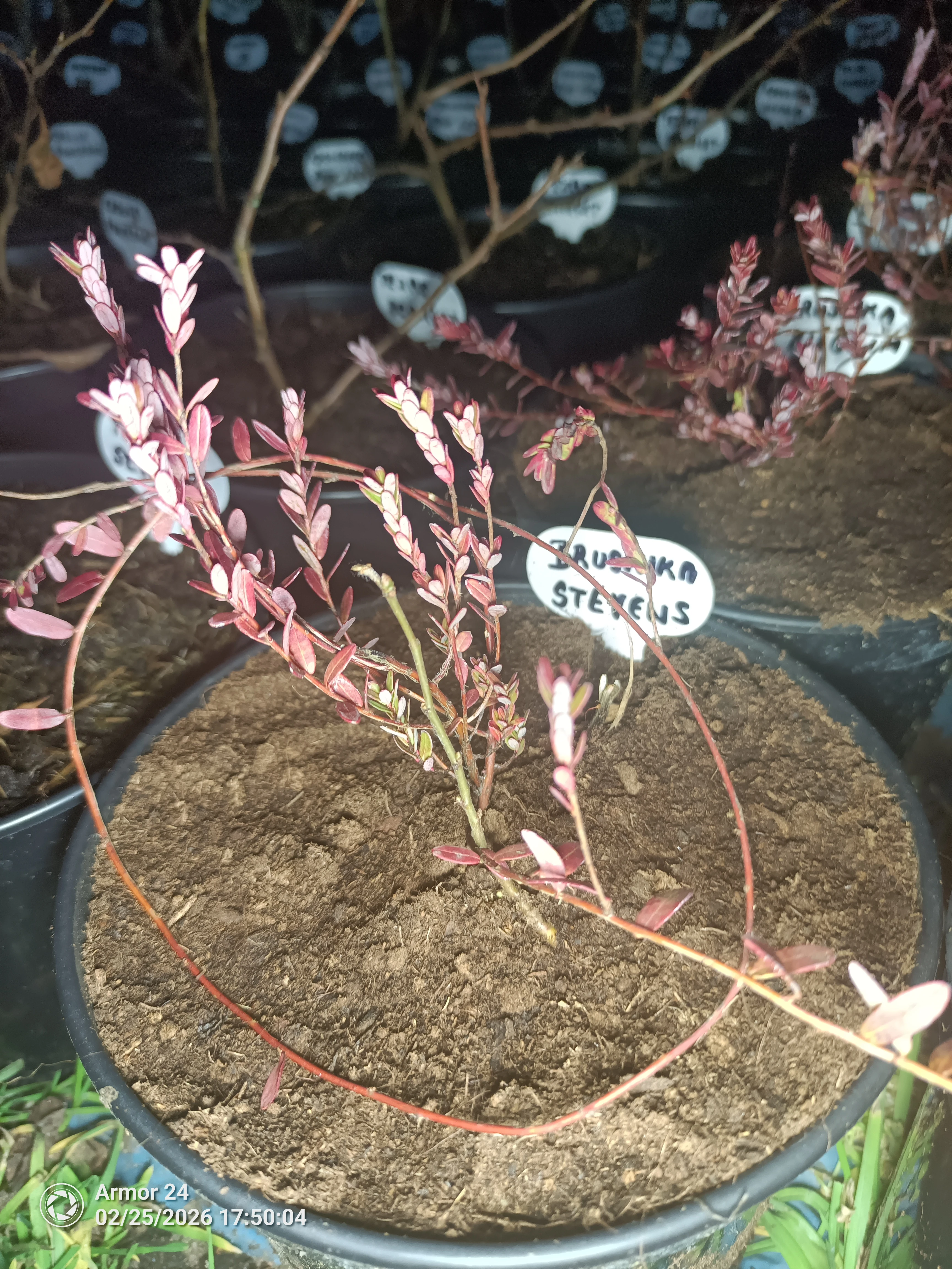 Brusinka velkoplodá Pilgrim a Stevens