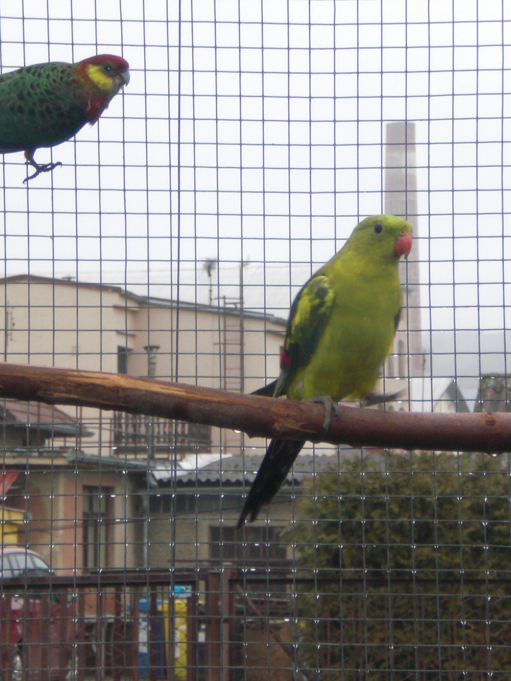 Papoušek horský štěp. na žlutý pastel 1.0