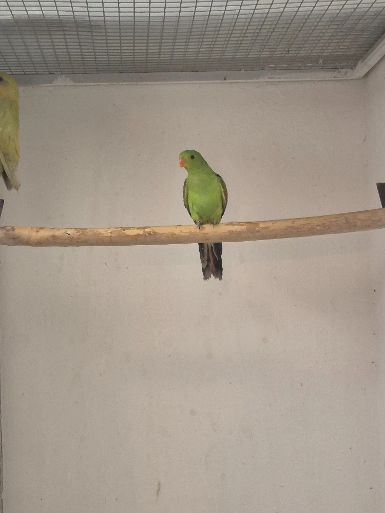 Papoušek červenokřídlý, žlutý