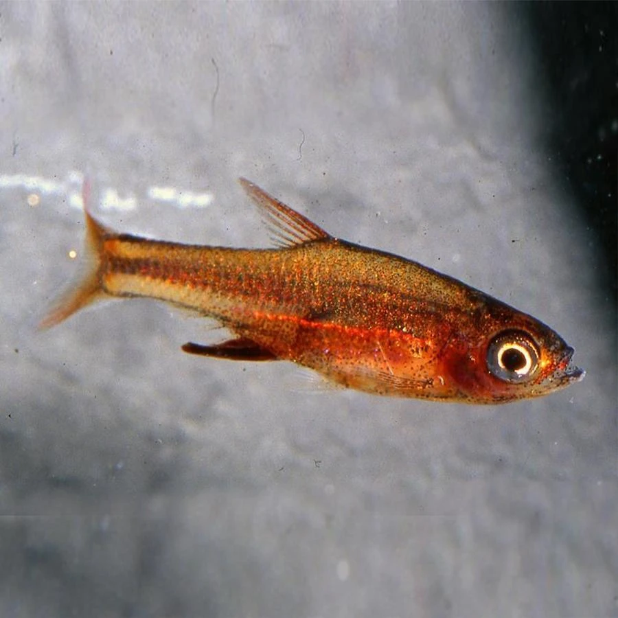 Razbora Axelrodova var.red
