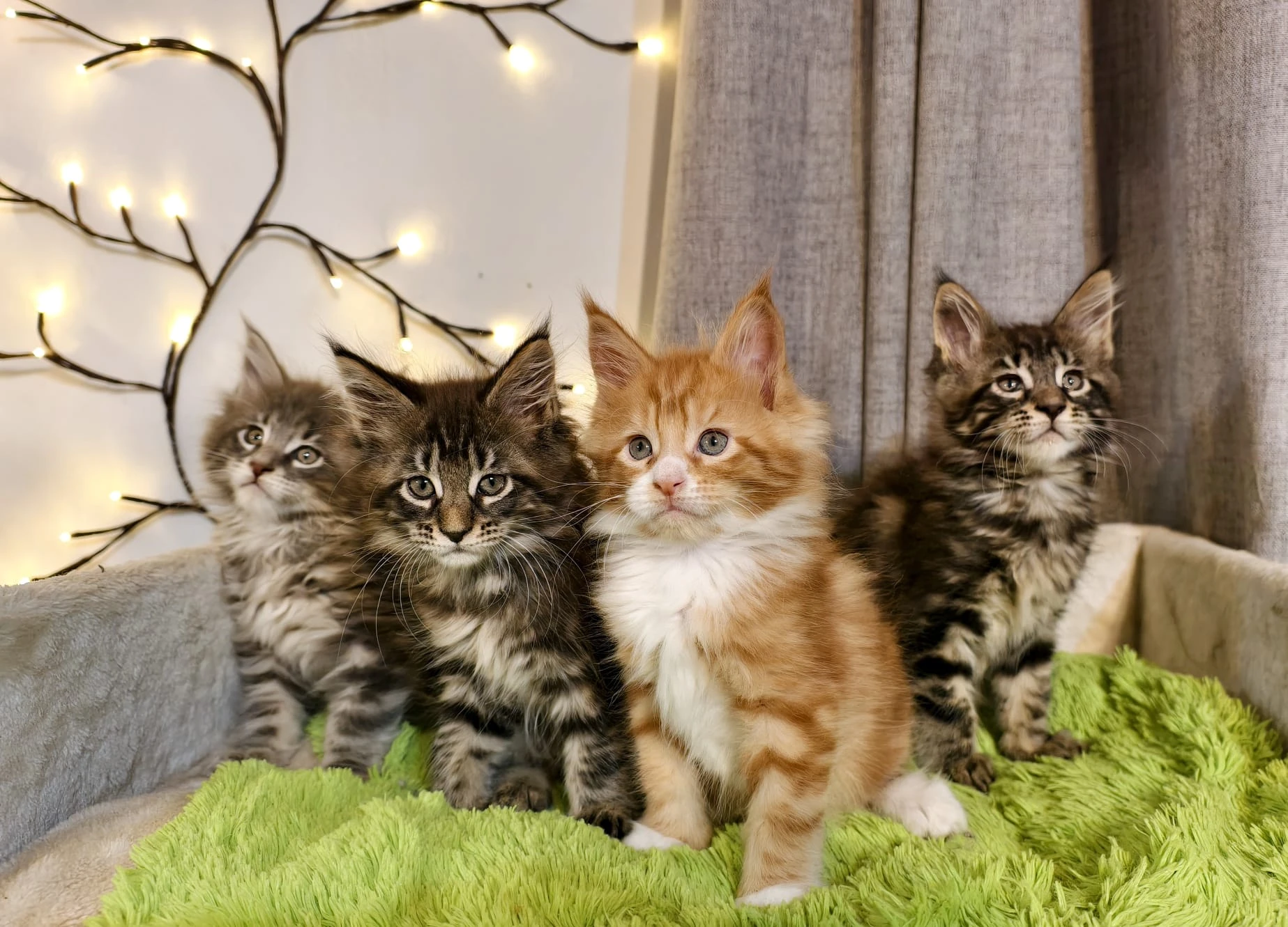 Koťata Mainská mývalí s PP