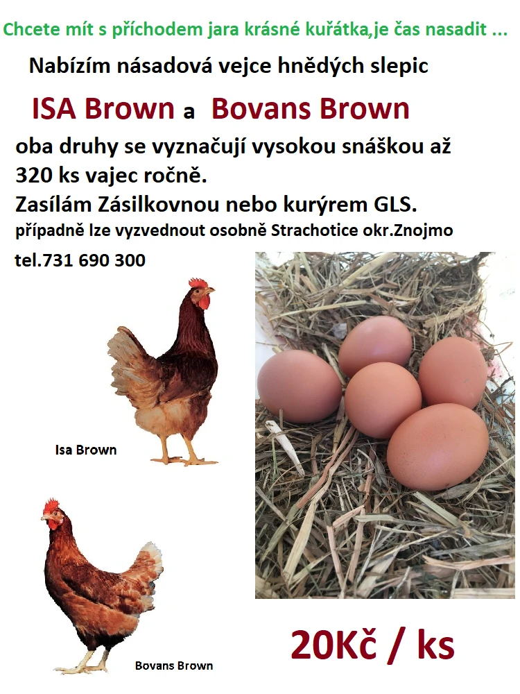 Násadová vejce Bovans Brown a ISA  browns