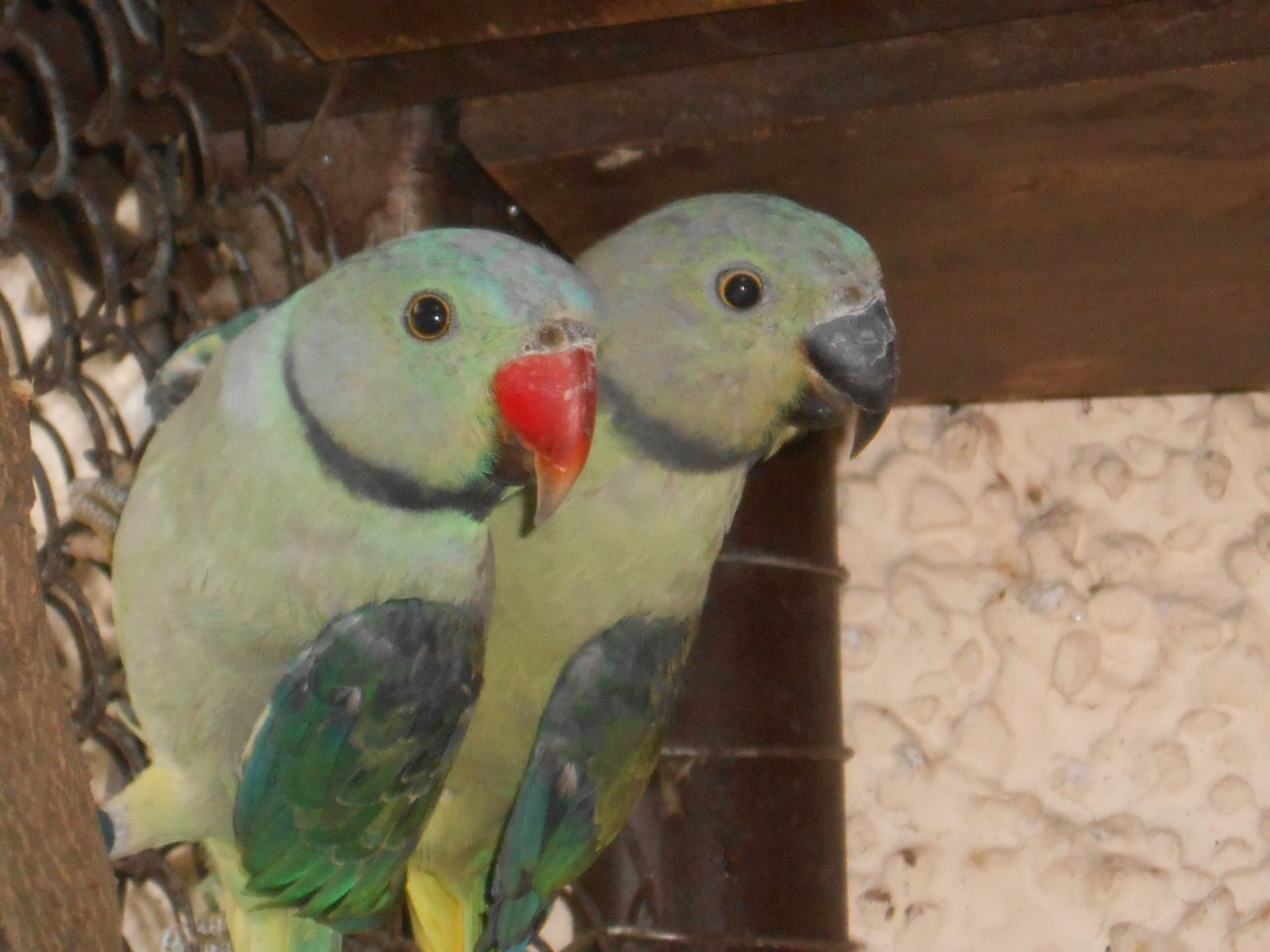 Alexandr šedý columboides