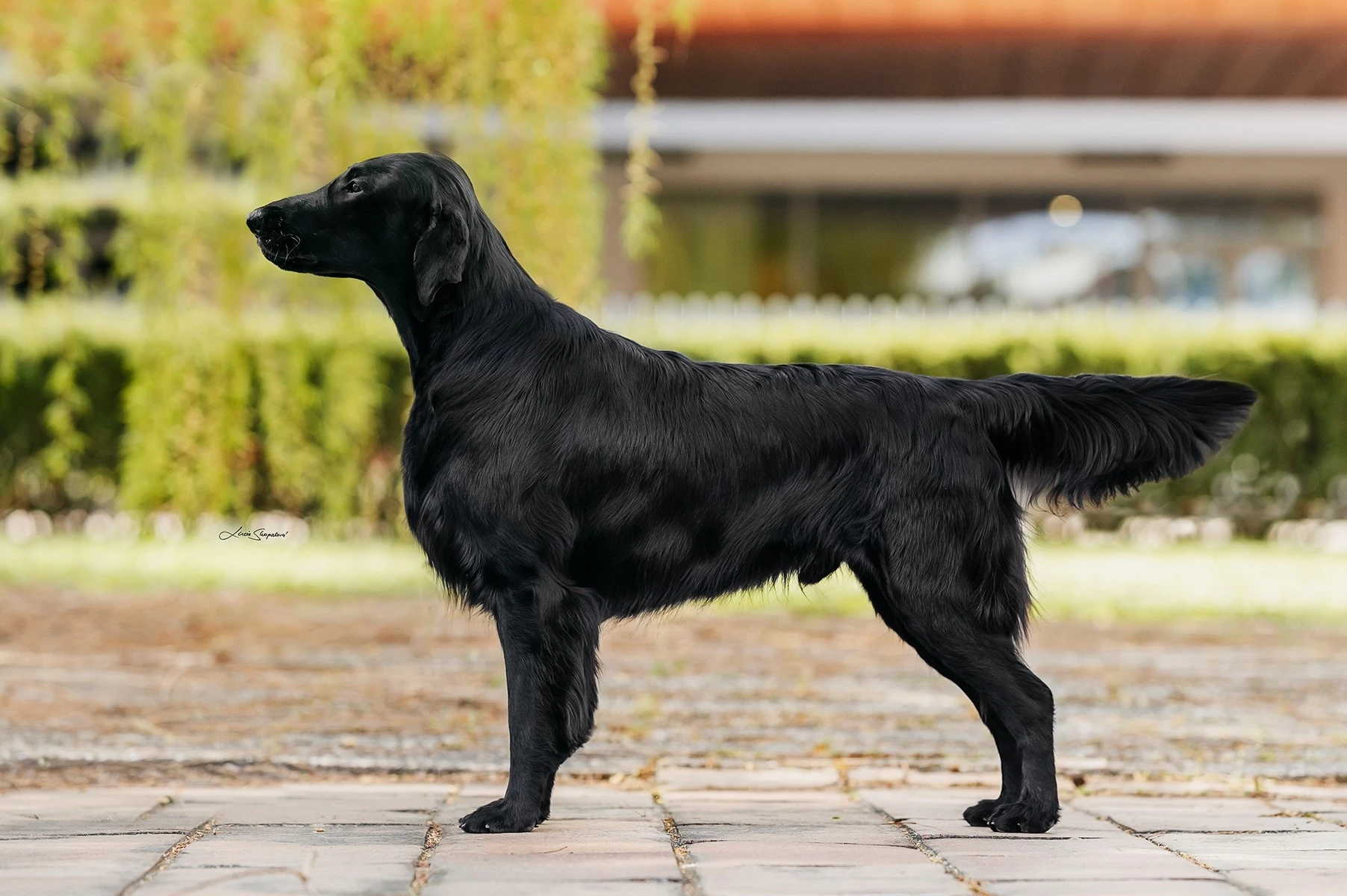 Štěňátka Flat Coated Retriever (černá, PP, 06/2026)