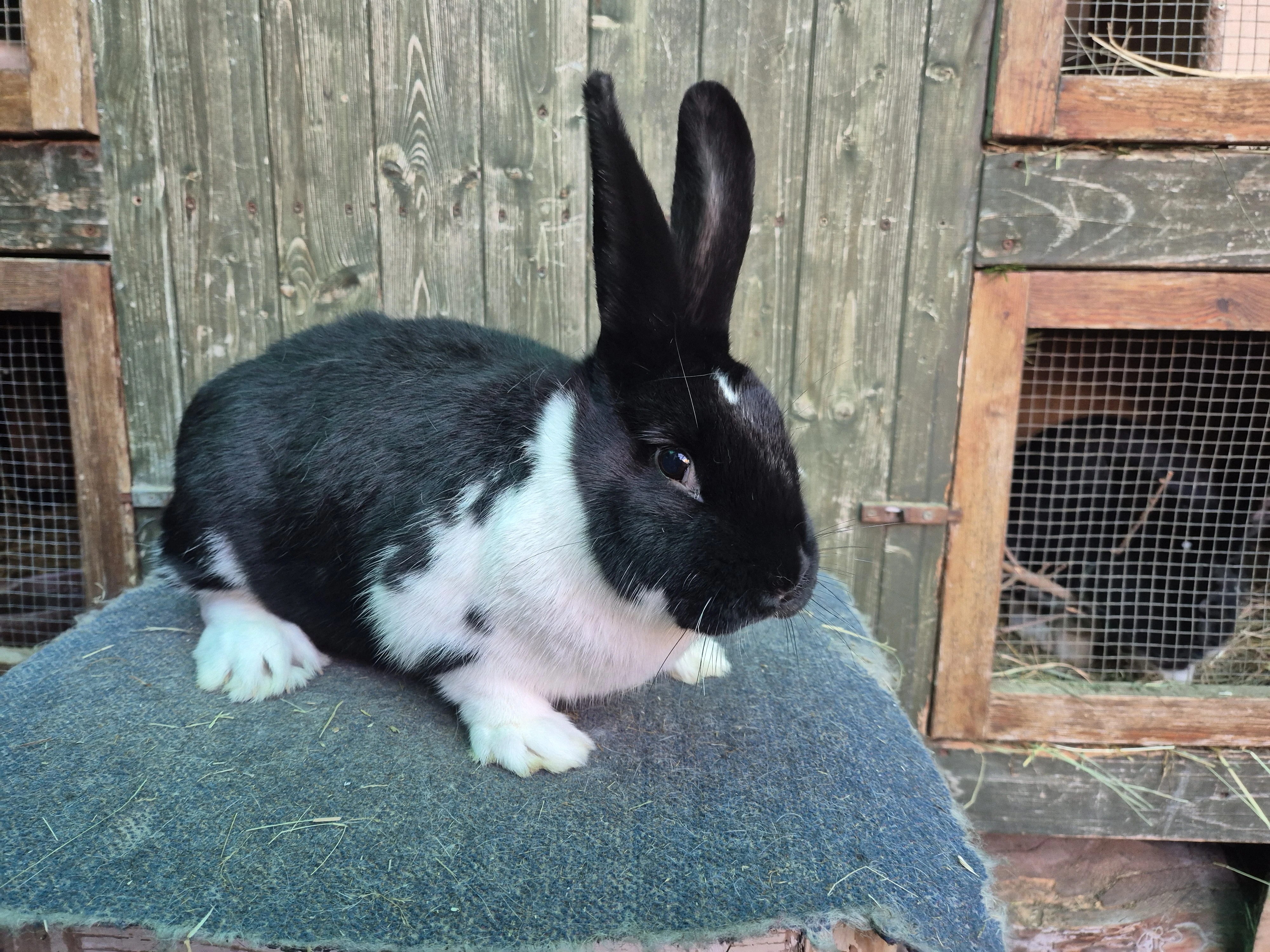 Meklenburský strakáč