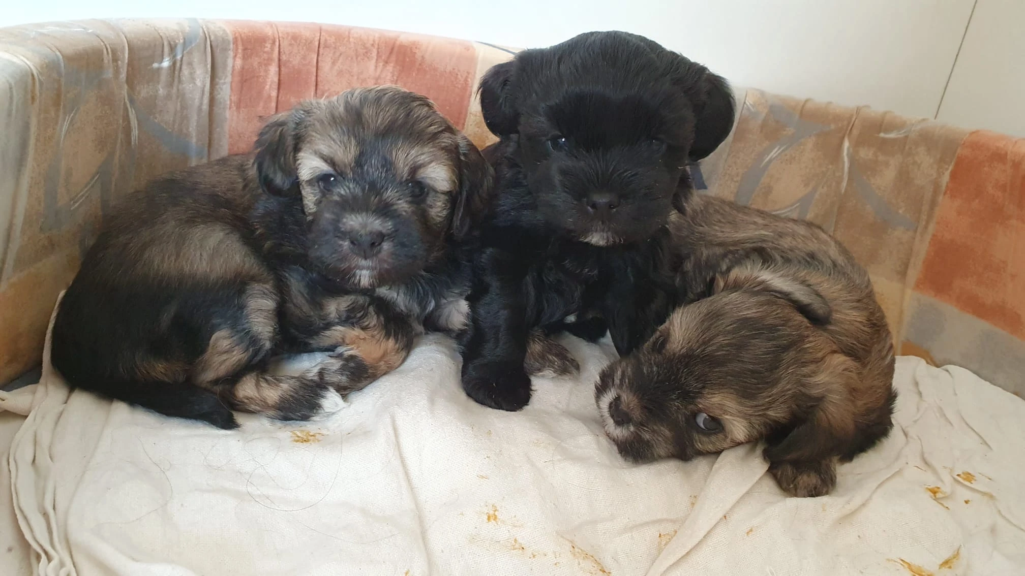 Lvíček - štěňata s PP