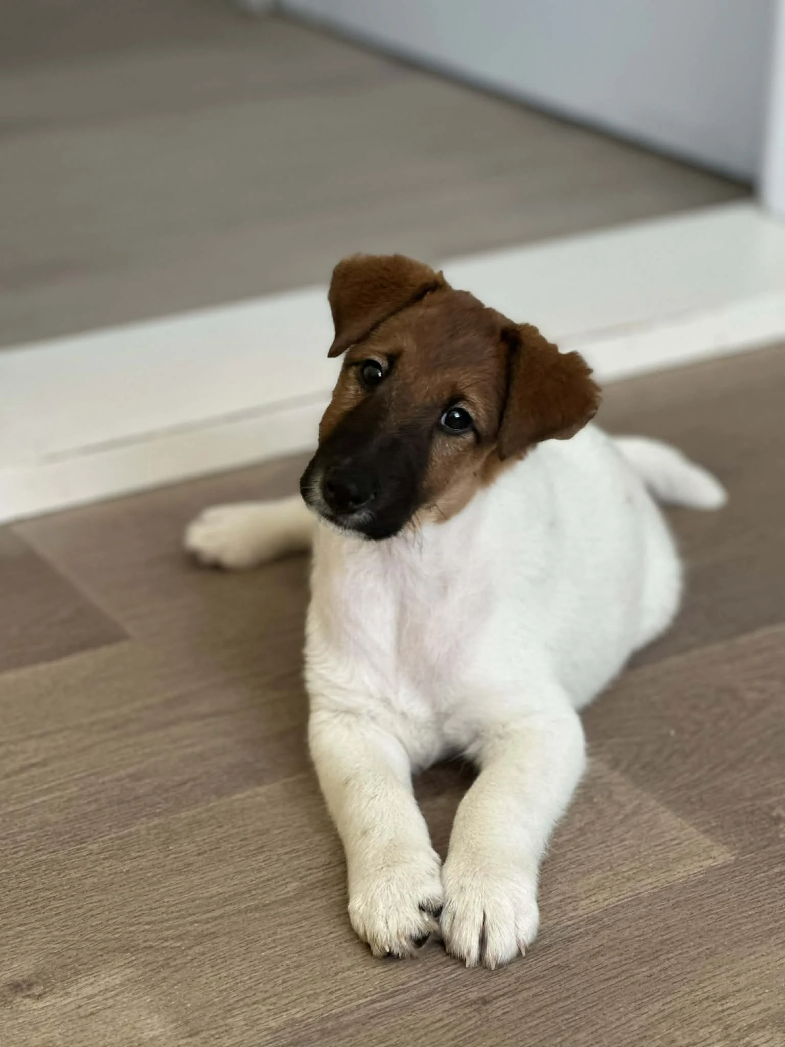 Foxteriér hladkosrstý - pes štěně s PP k prodeji