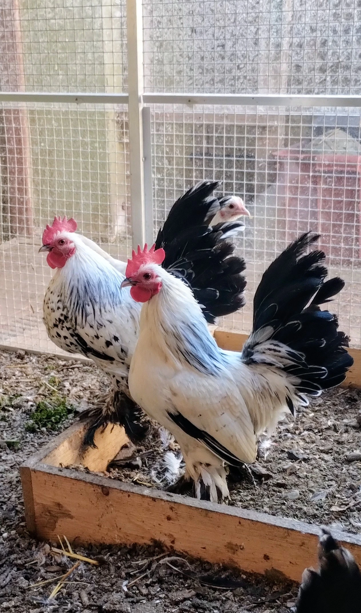 3 kohoutci z loňského léta