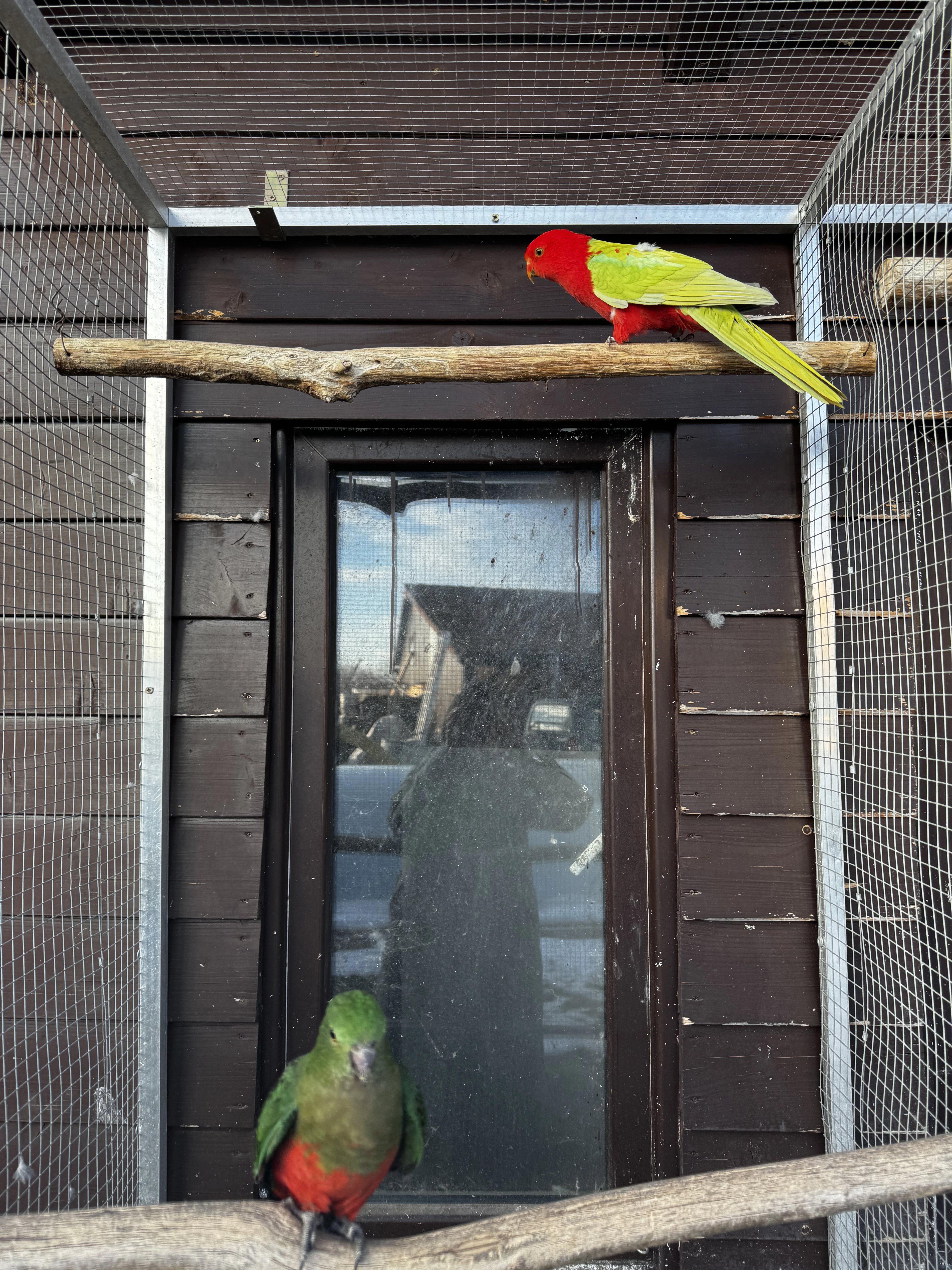 Prodám chovný pár papouška královského žlutého