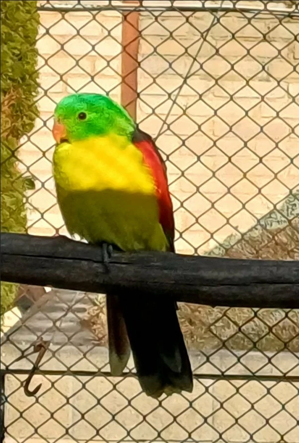 Papoušek červenokřídlý - žlutý