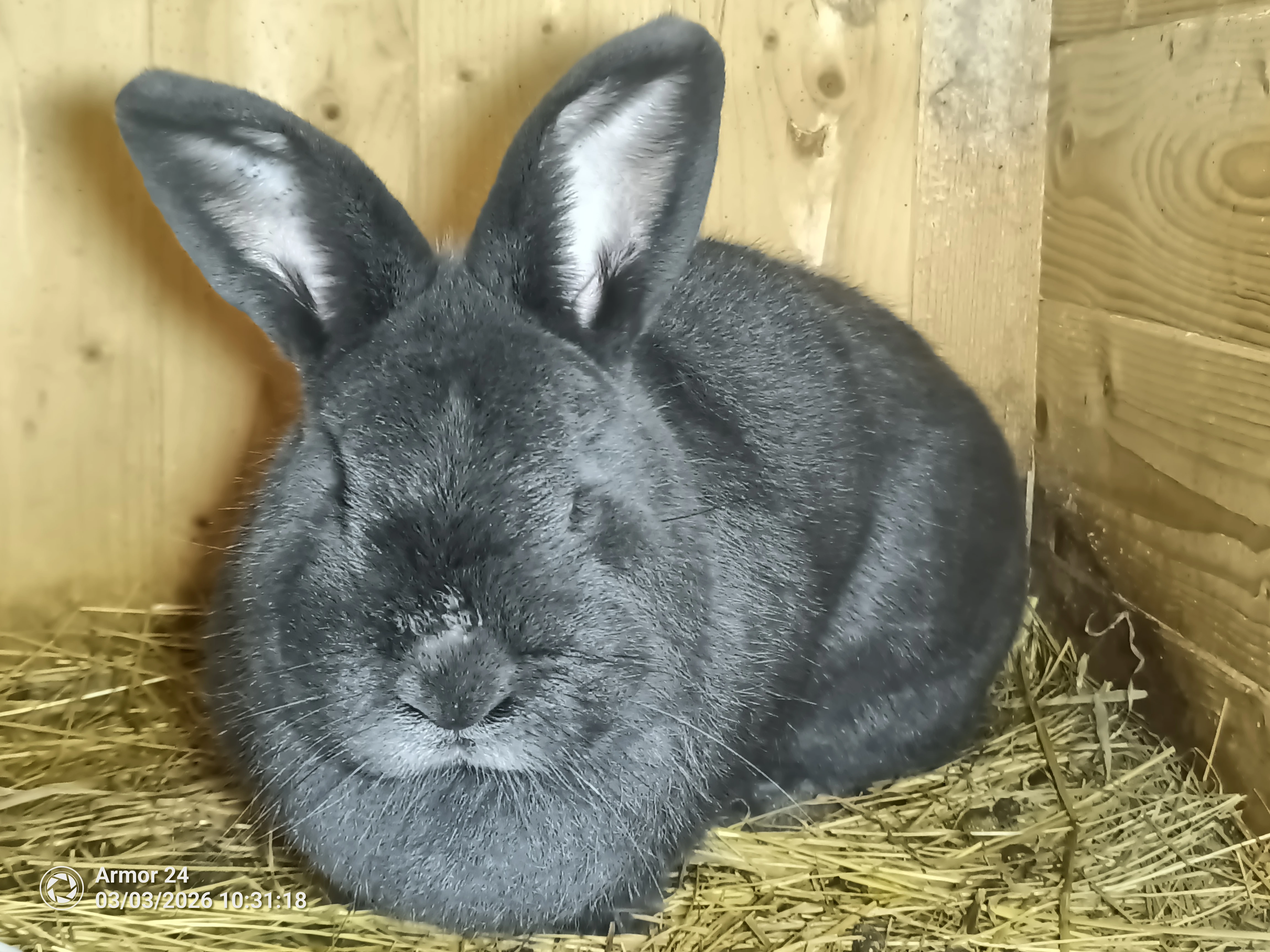 Samice VM s PP Tetovaná a připuštěná