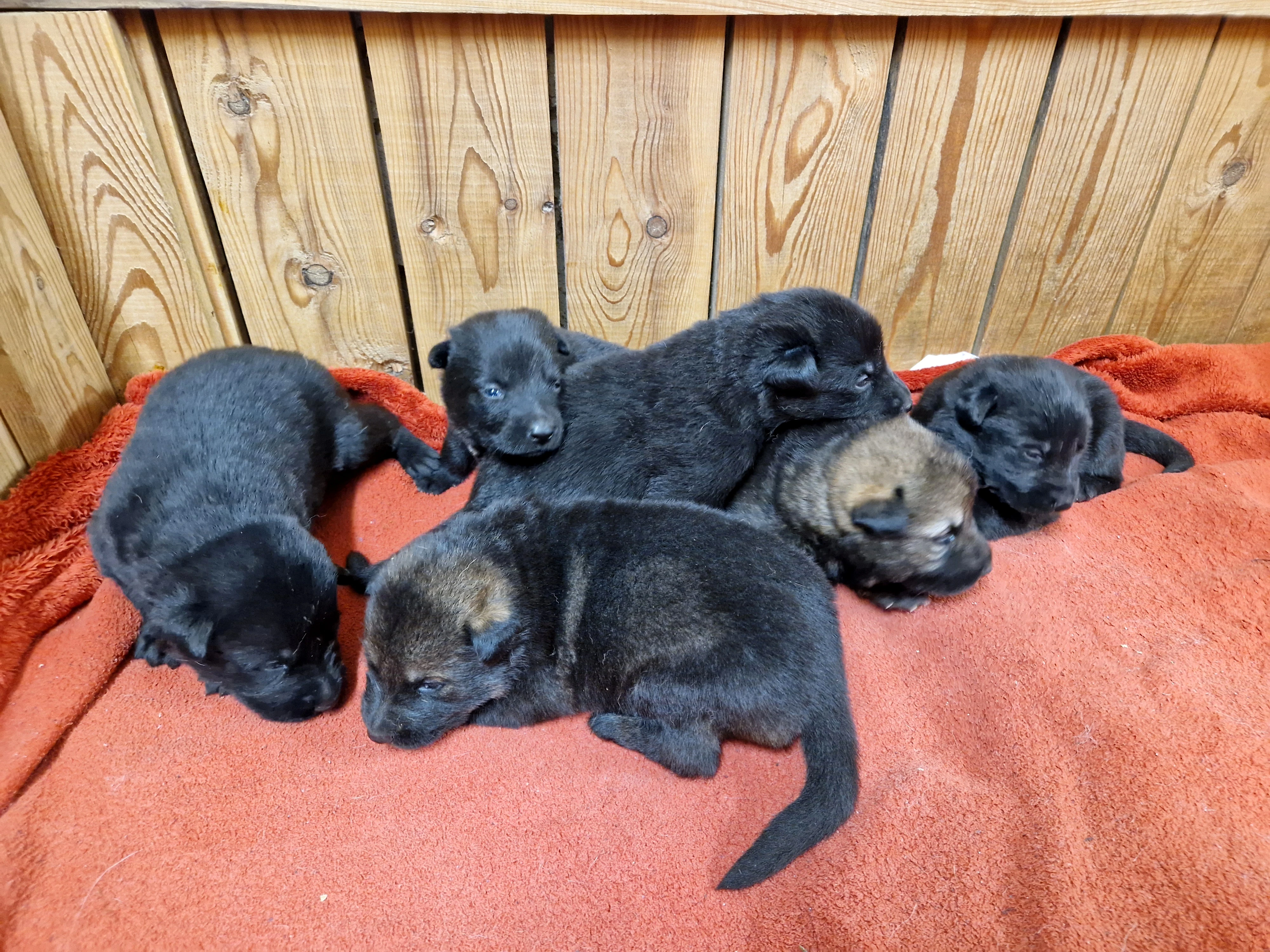 Německý ovčák s PP