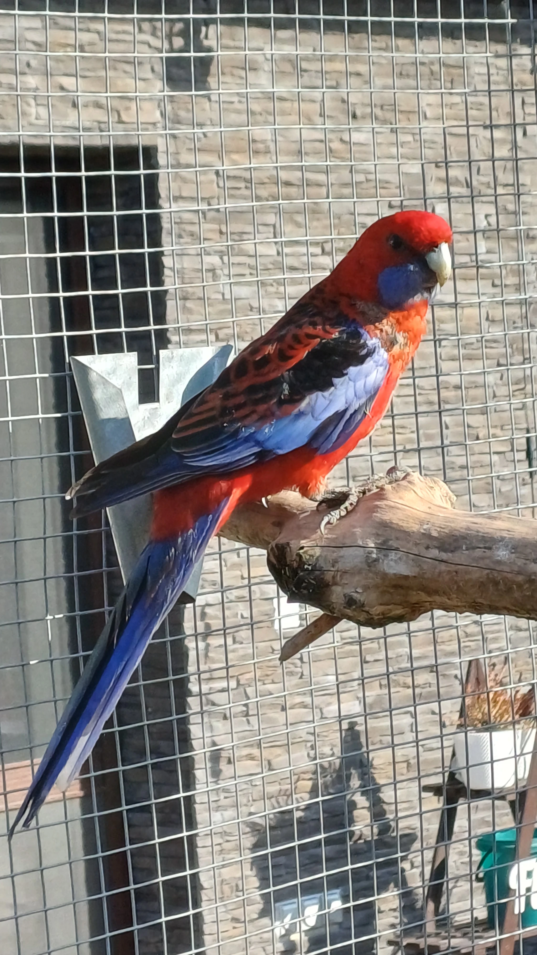 Prodám dvouletého samce Rosely penant