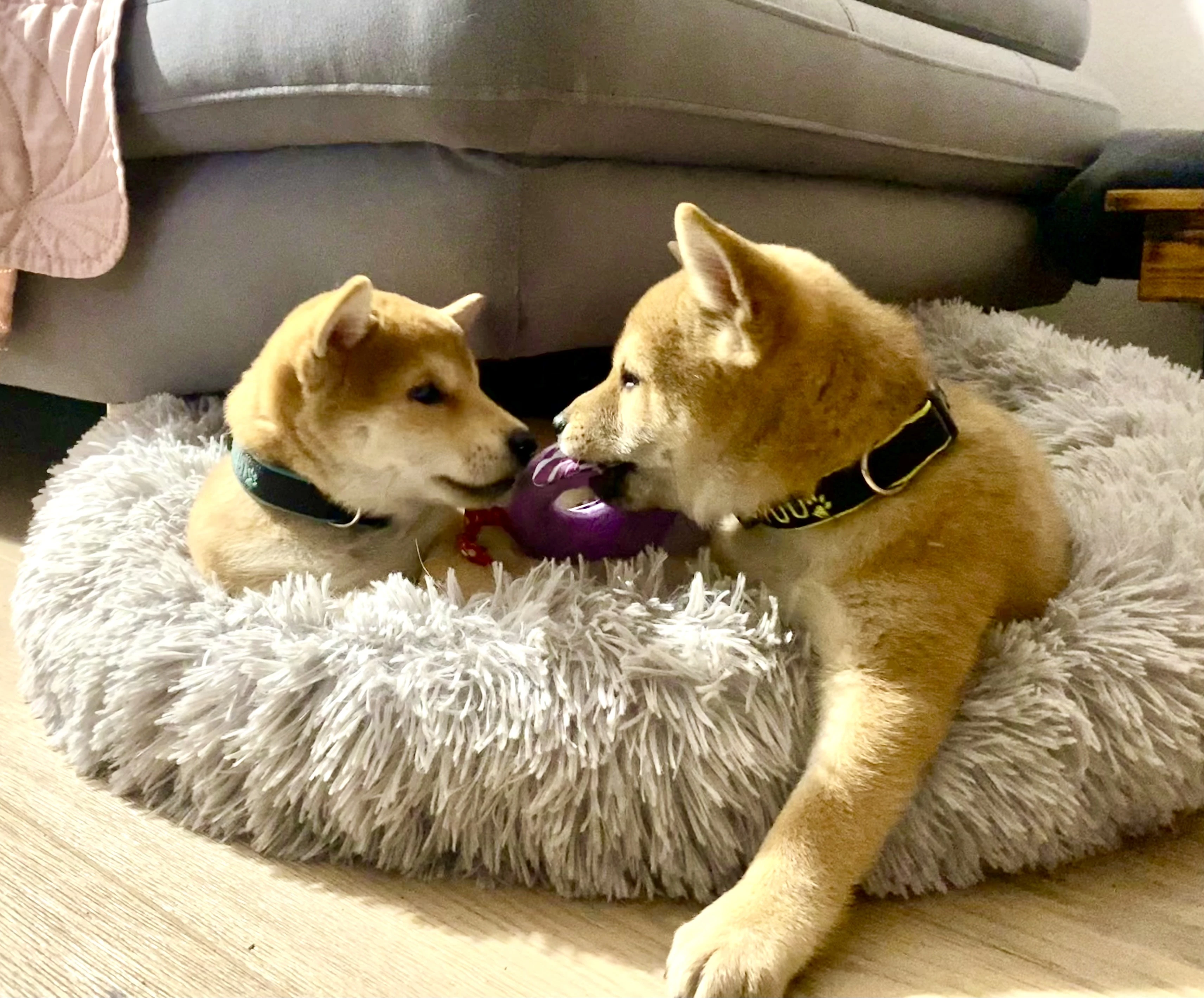 Shiba štěňata s PP FCI