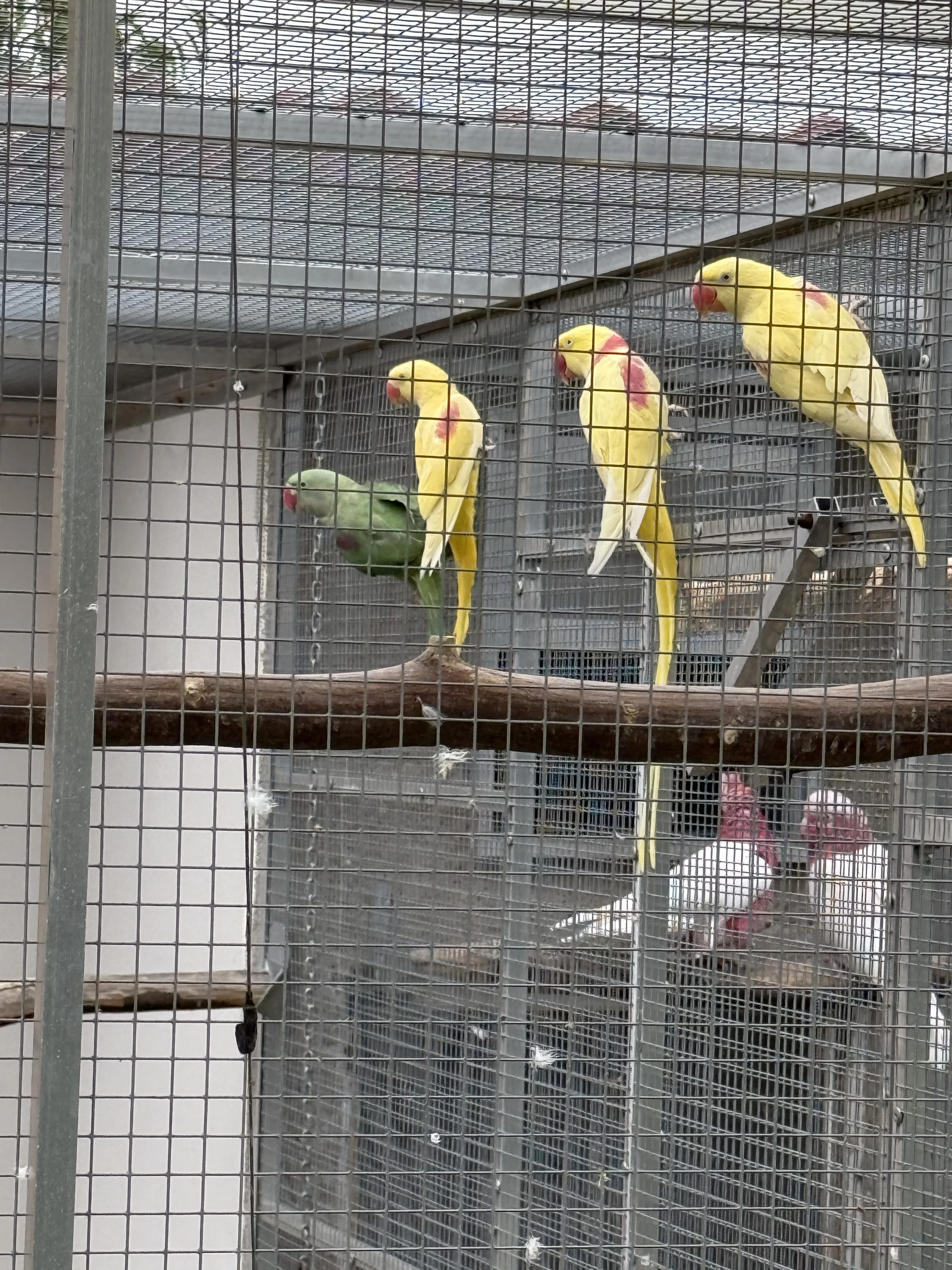 Alexandr velký lutino