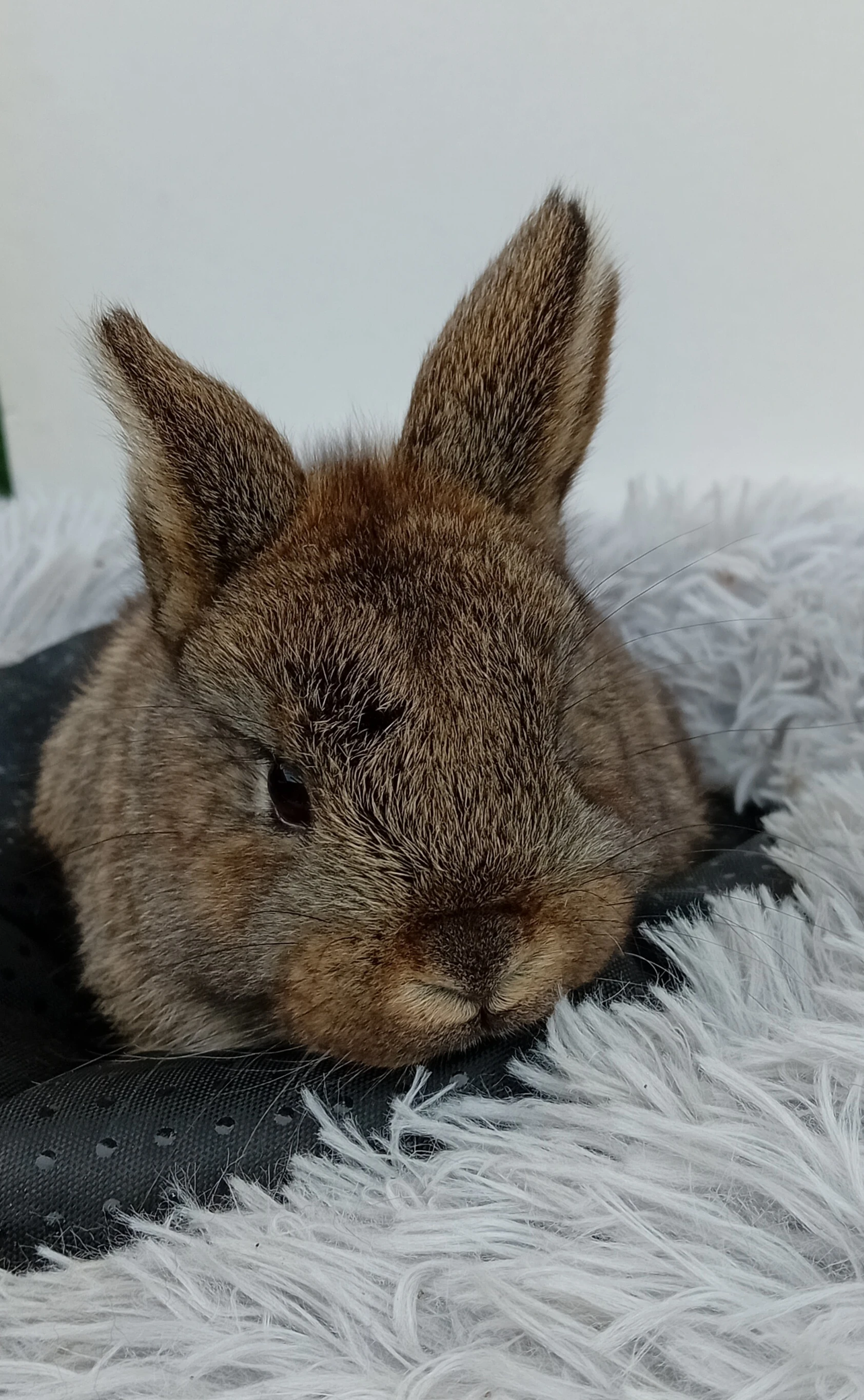 Zakrslý králíček H3