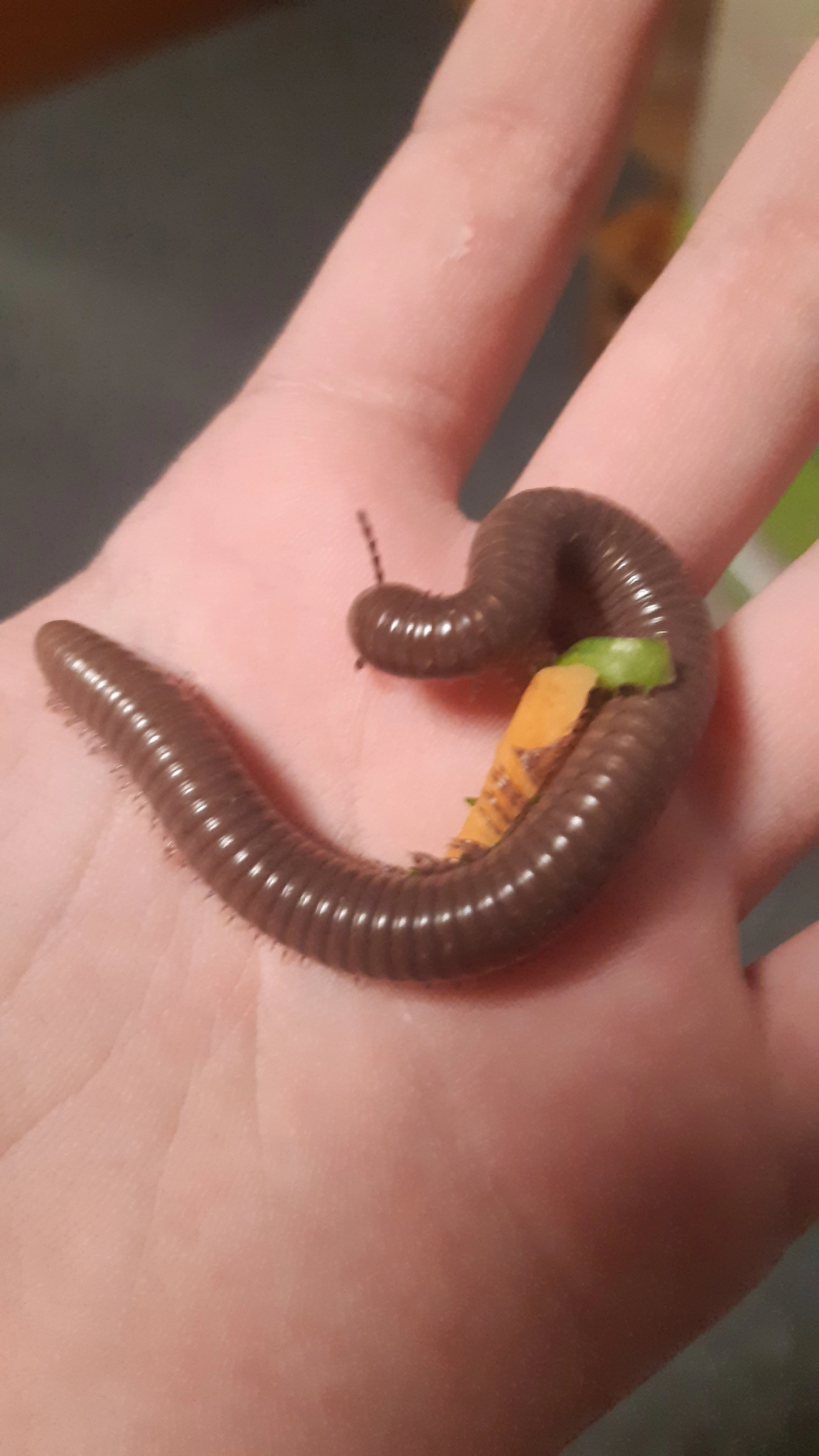 Prodám mnohonožky Telodeinopus aoutii