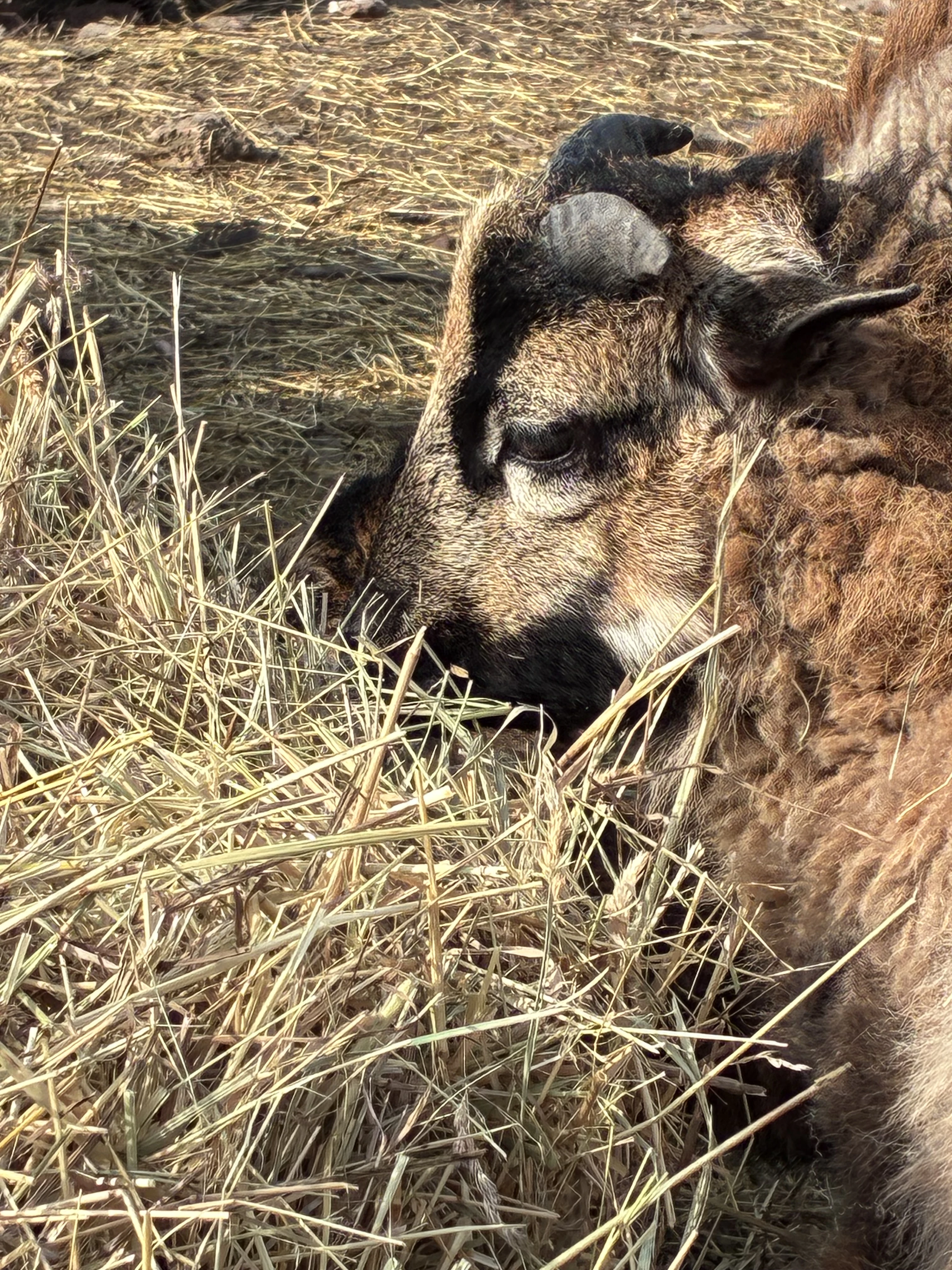 Daruji beránka obce kamerunské