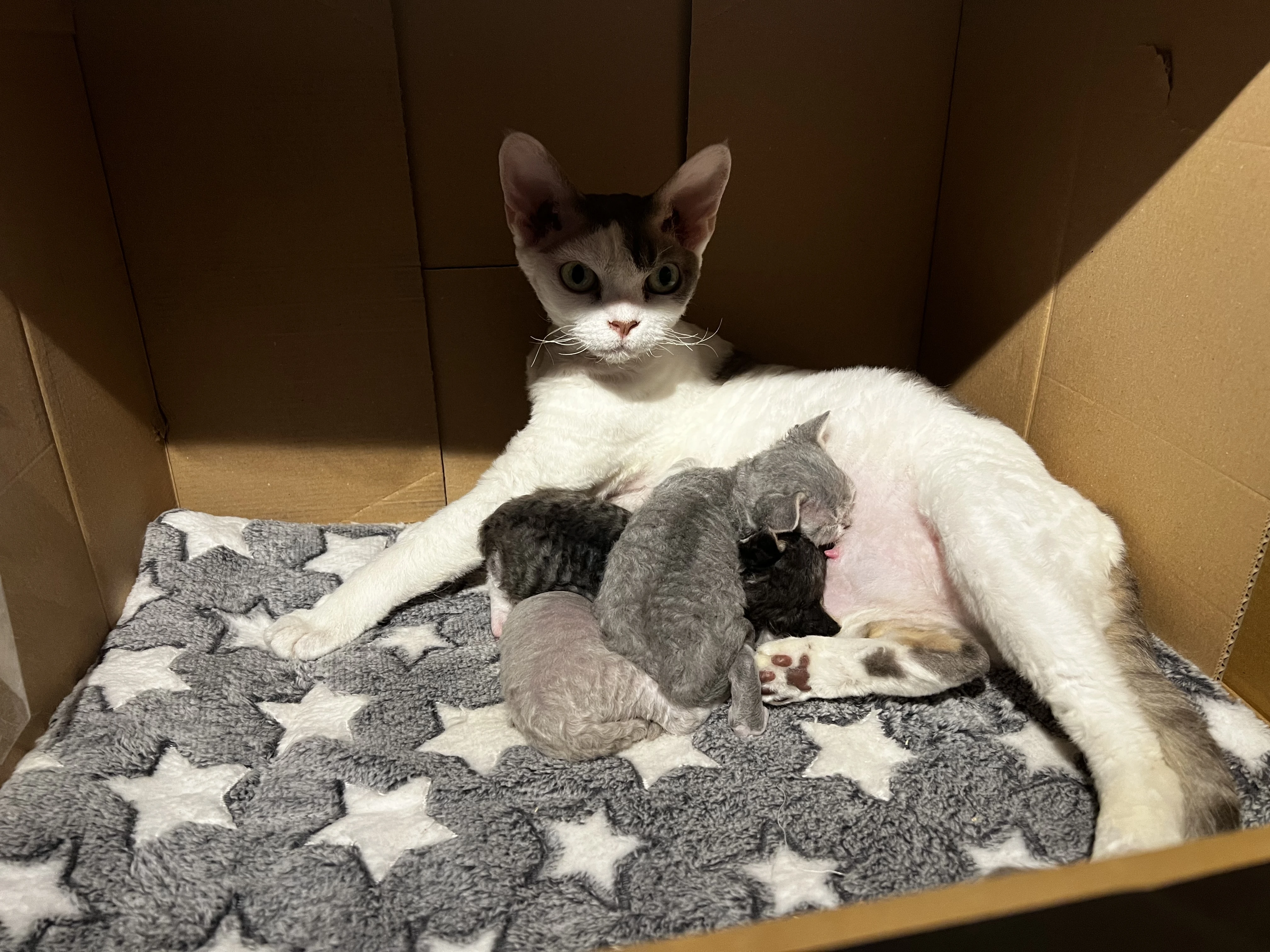 Dvě úžasné devoní slečny hledají nový domov