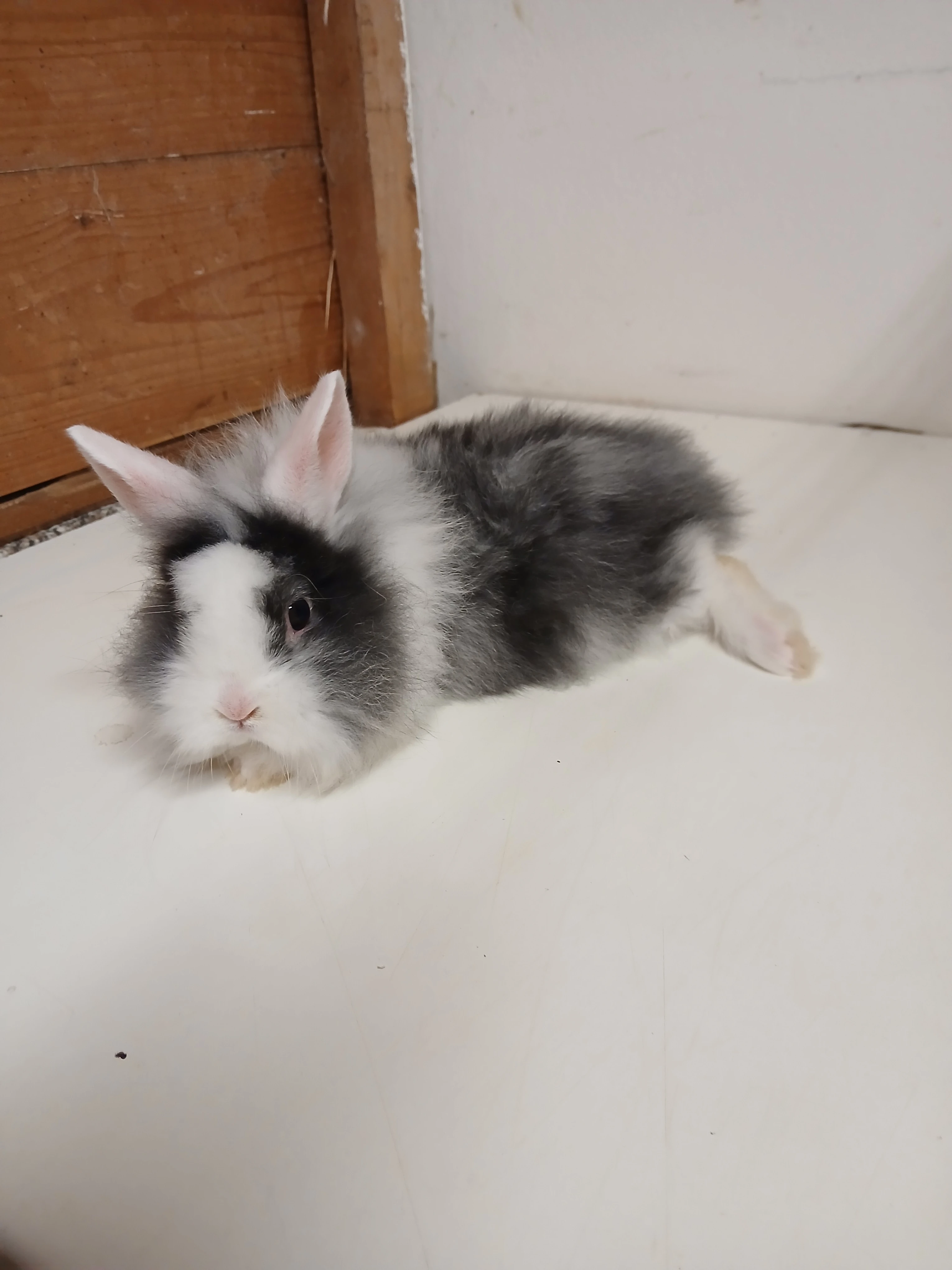 Zakrslý králíček