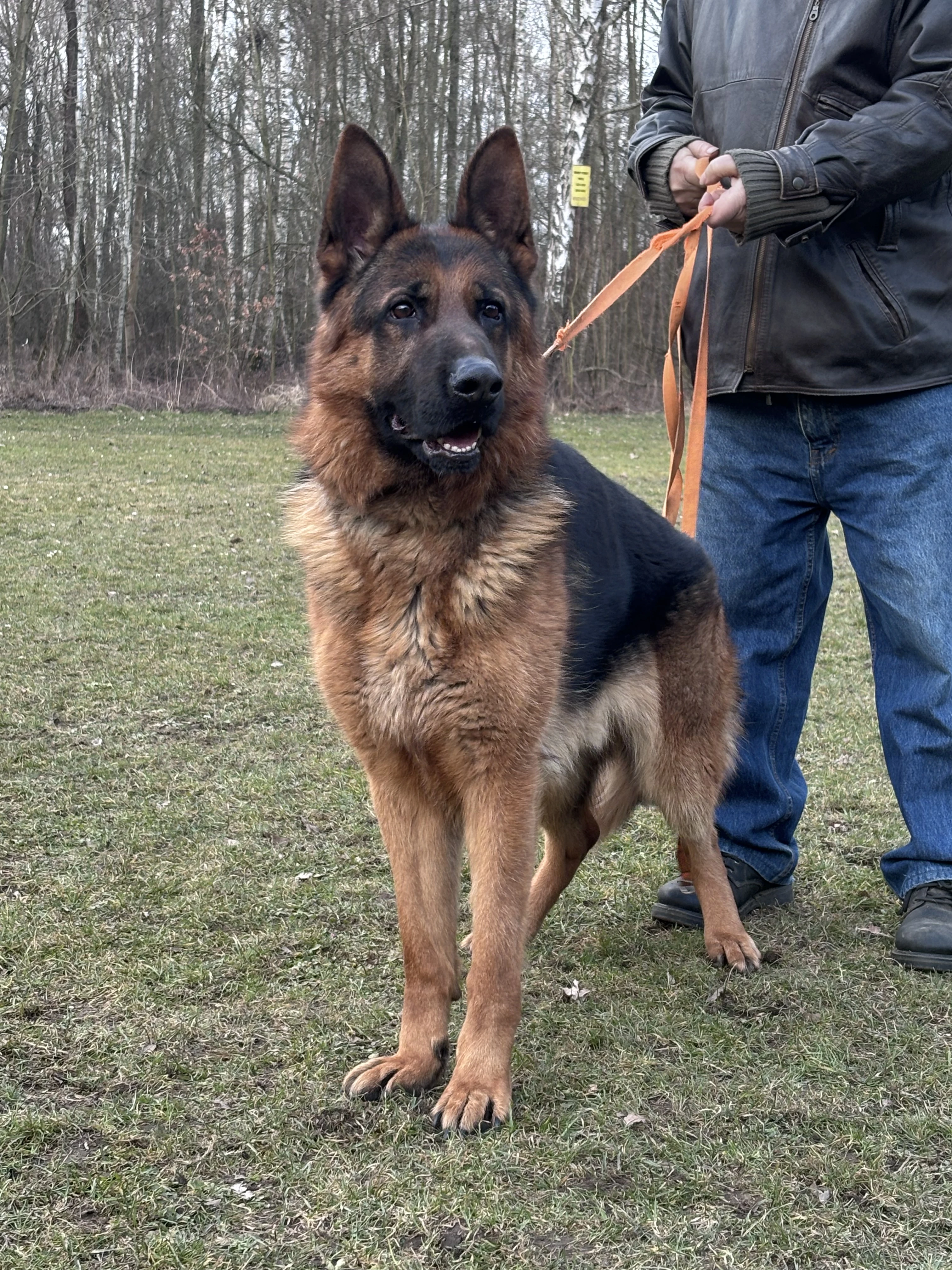 Prodám Německého ovčáka