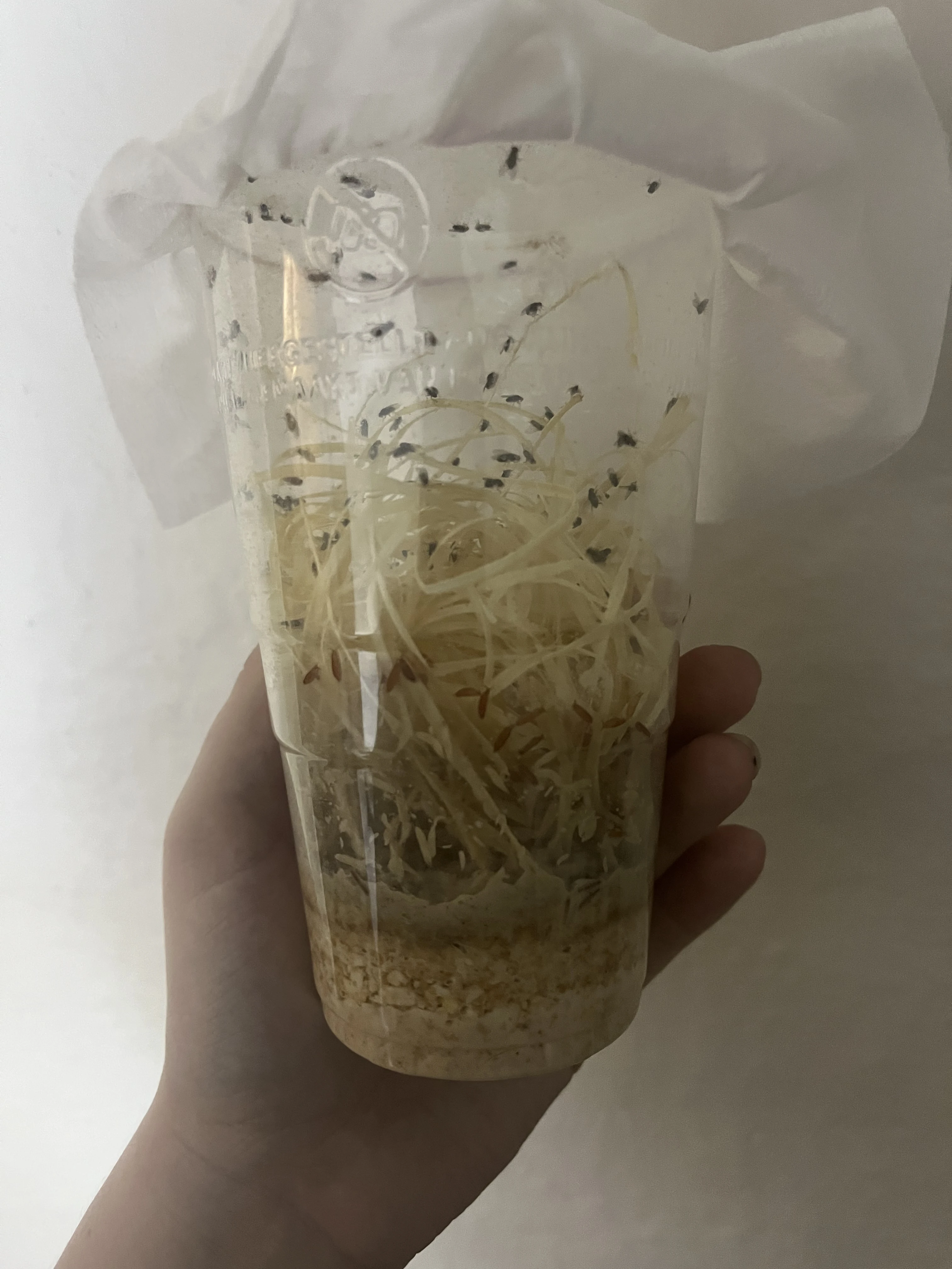 Drosophila hydei - octomilka velká