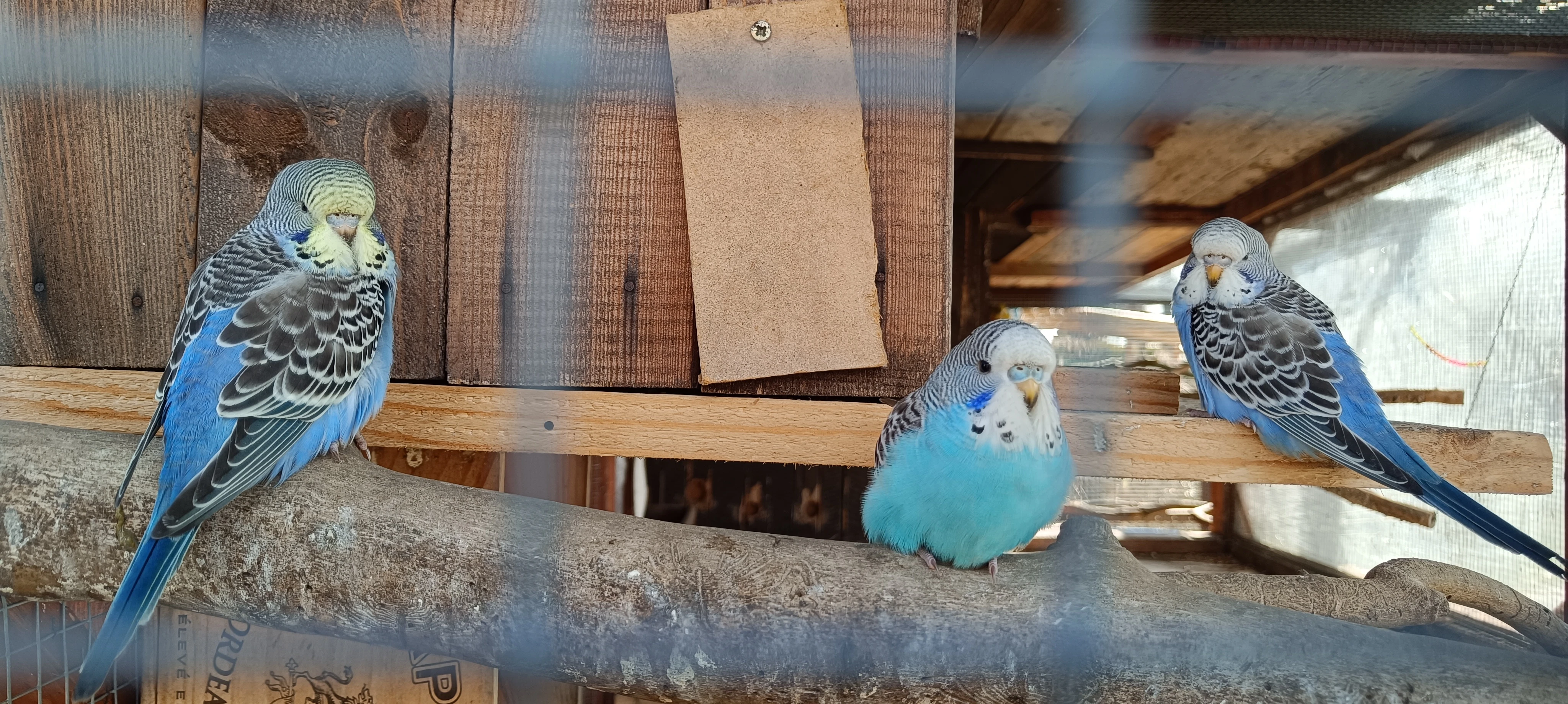 Prodám andulky z venkovní voliéry.