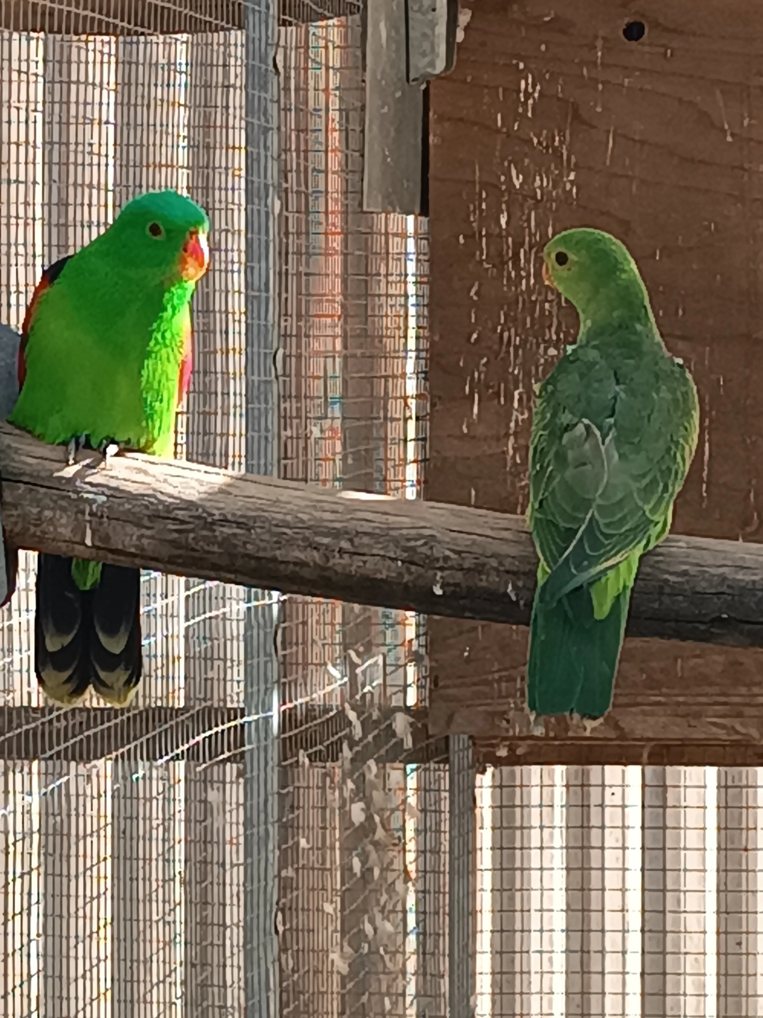 Papoušek cervenokridly