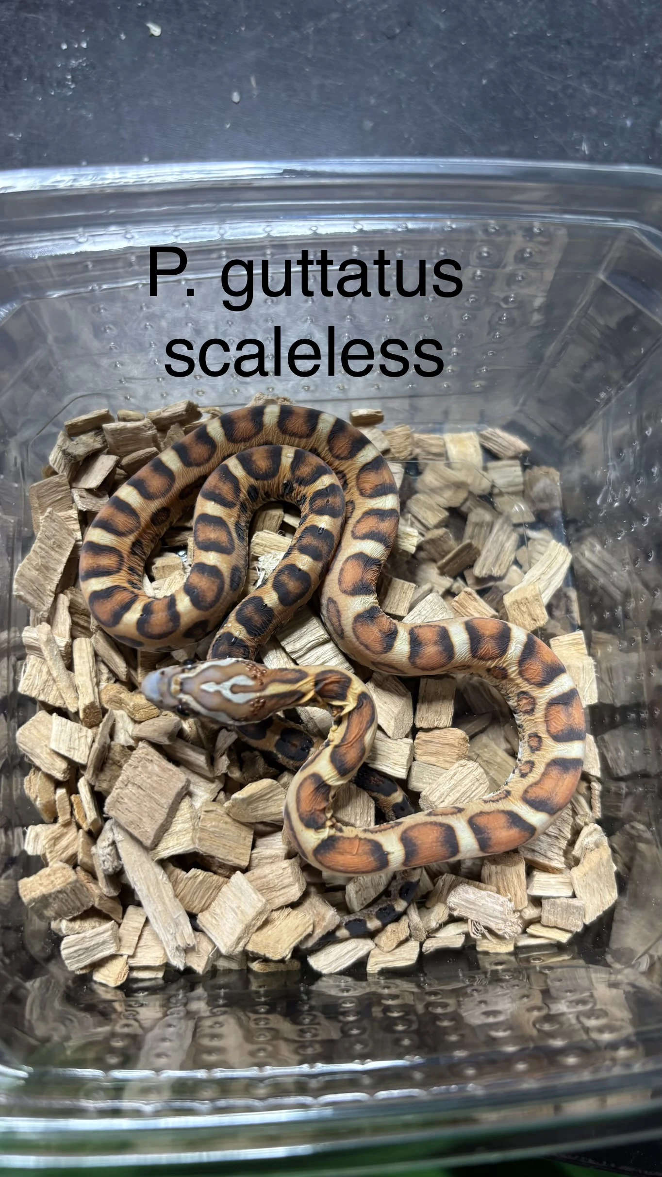 Hadi - aktuální nabídka 21.4