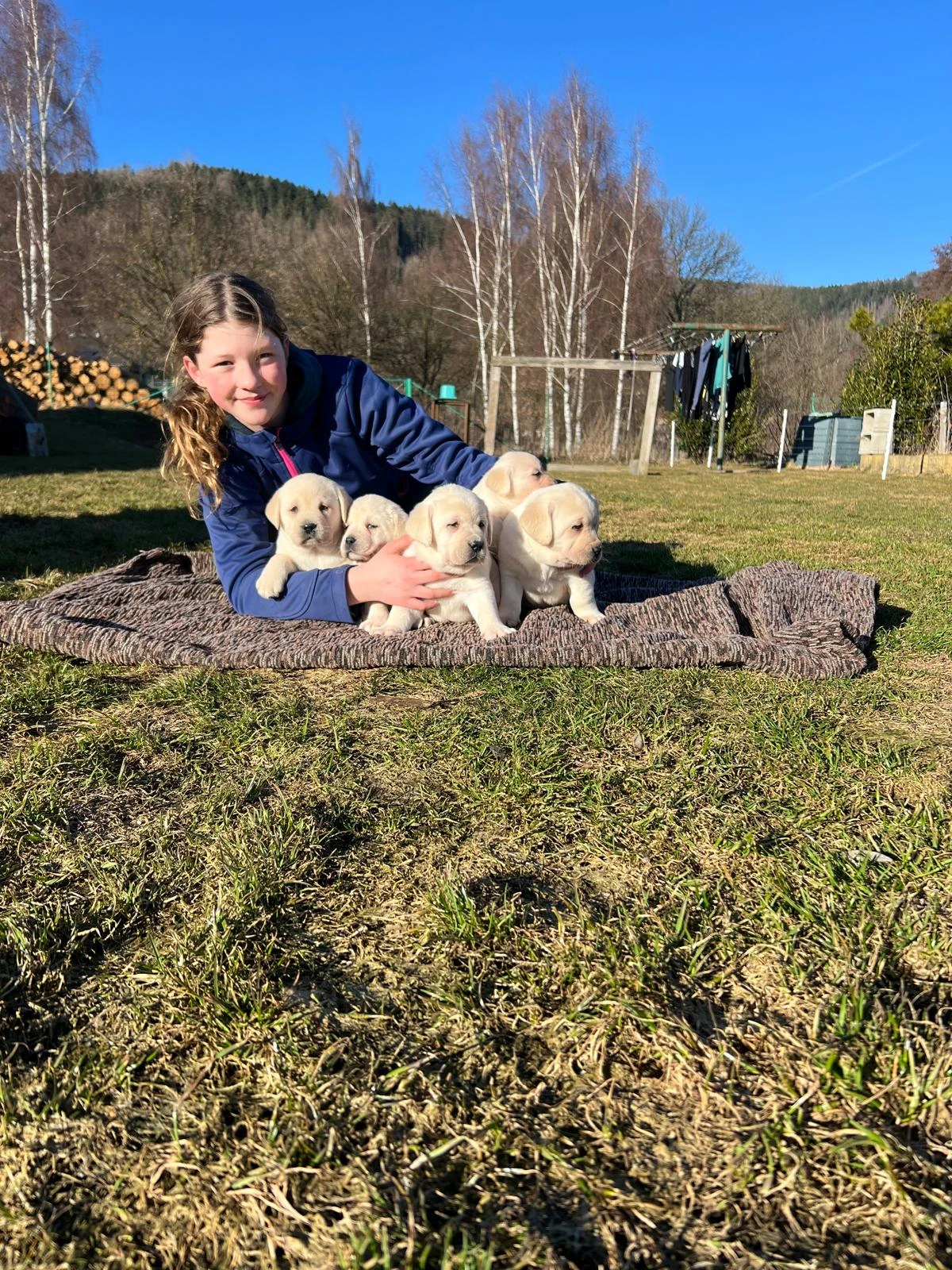 Štěňátka labradora s průkazem původu