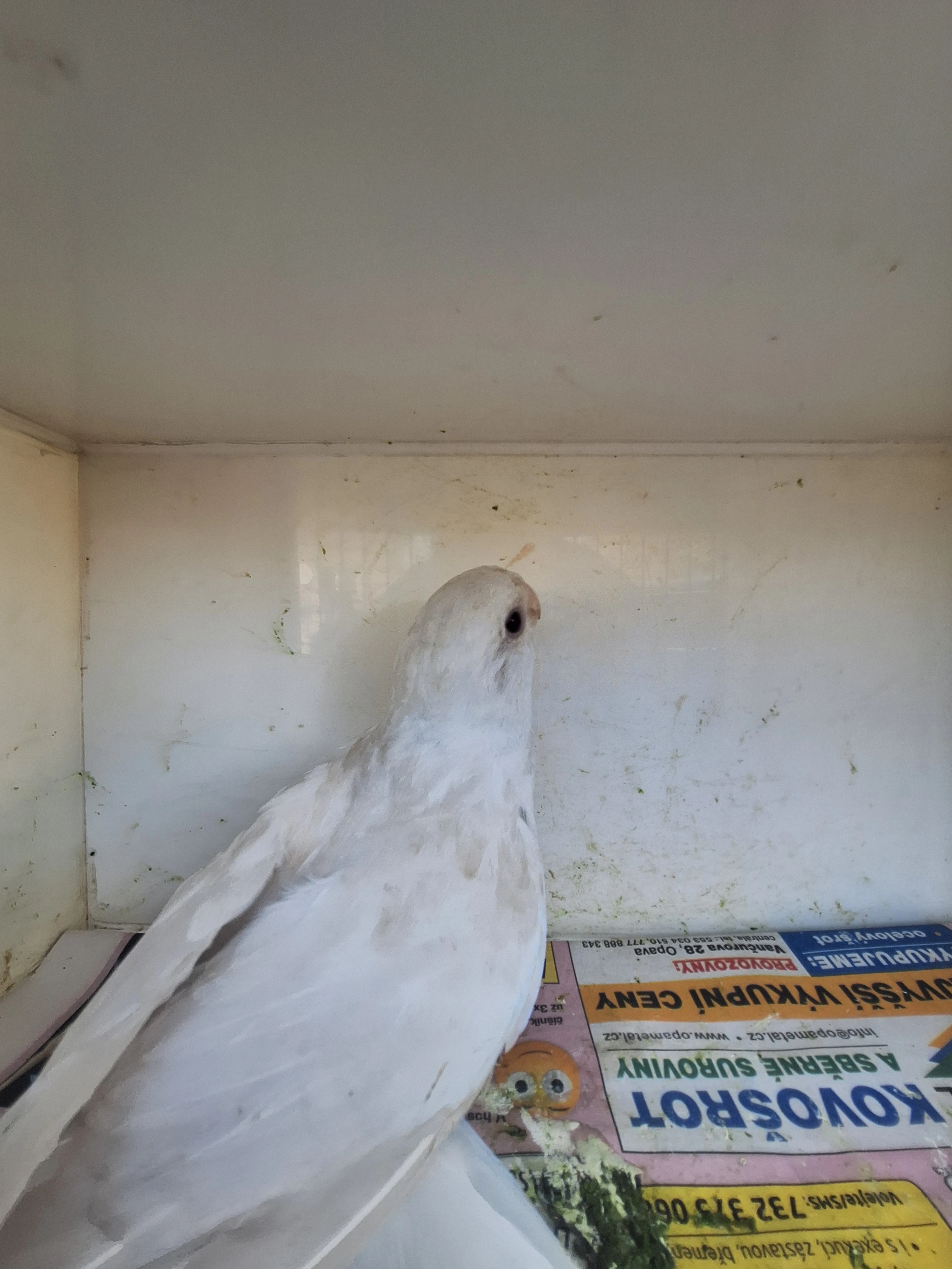 Prodám Rosela pestrá