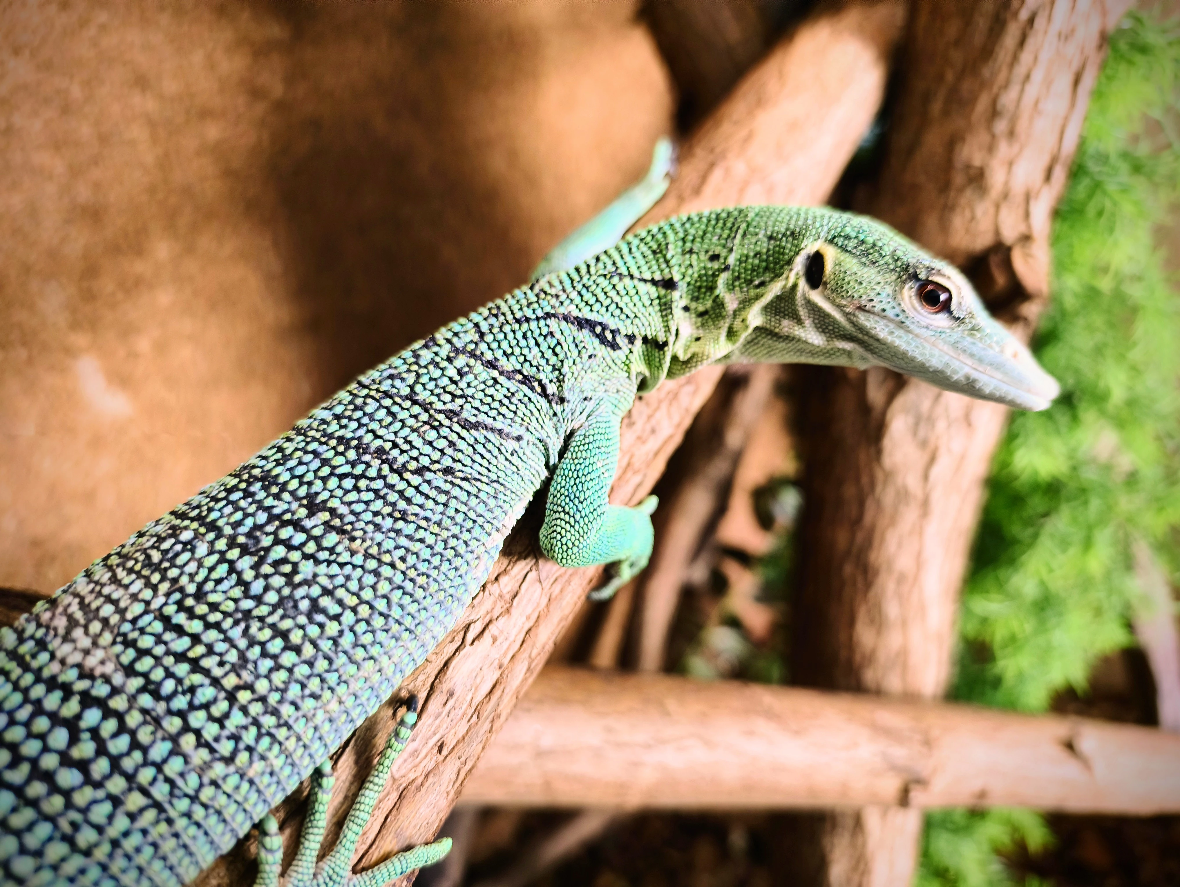 Varanus prasinus merauke