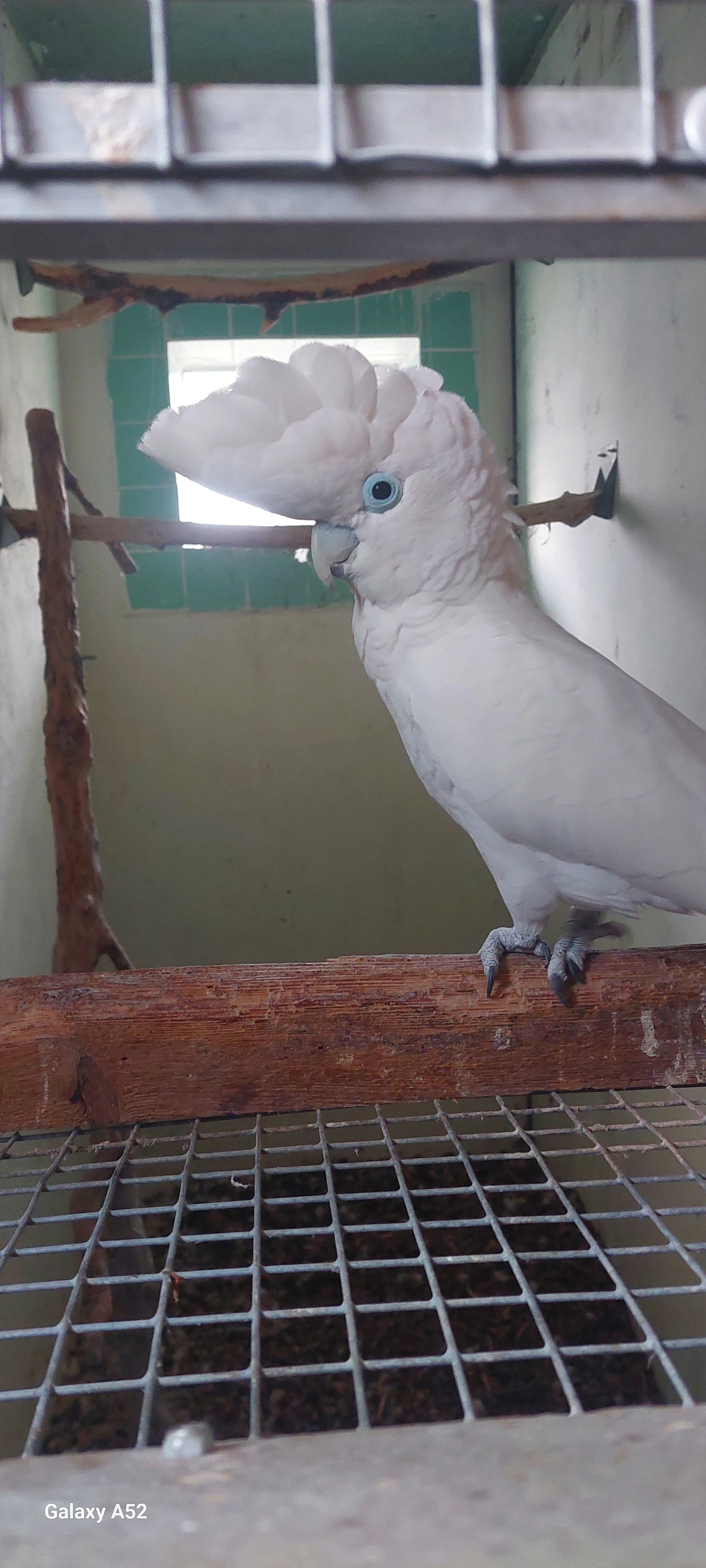 Kakadu šalomounský