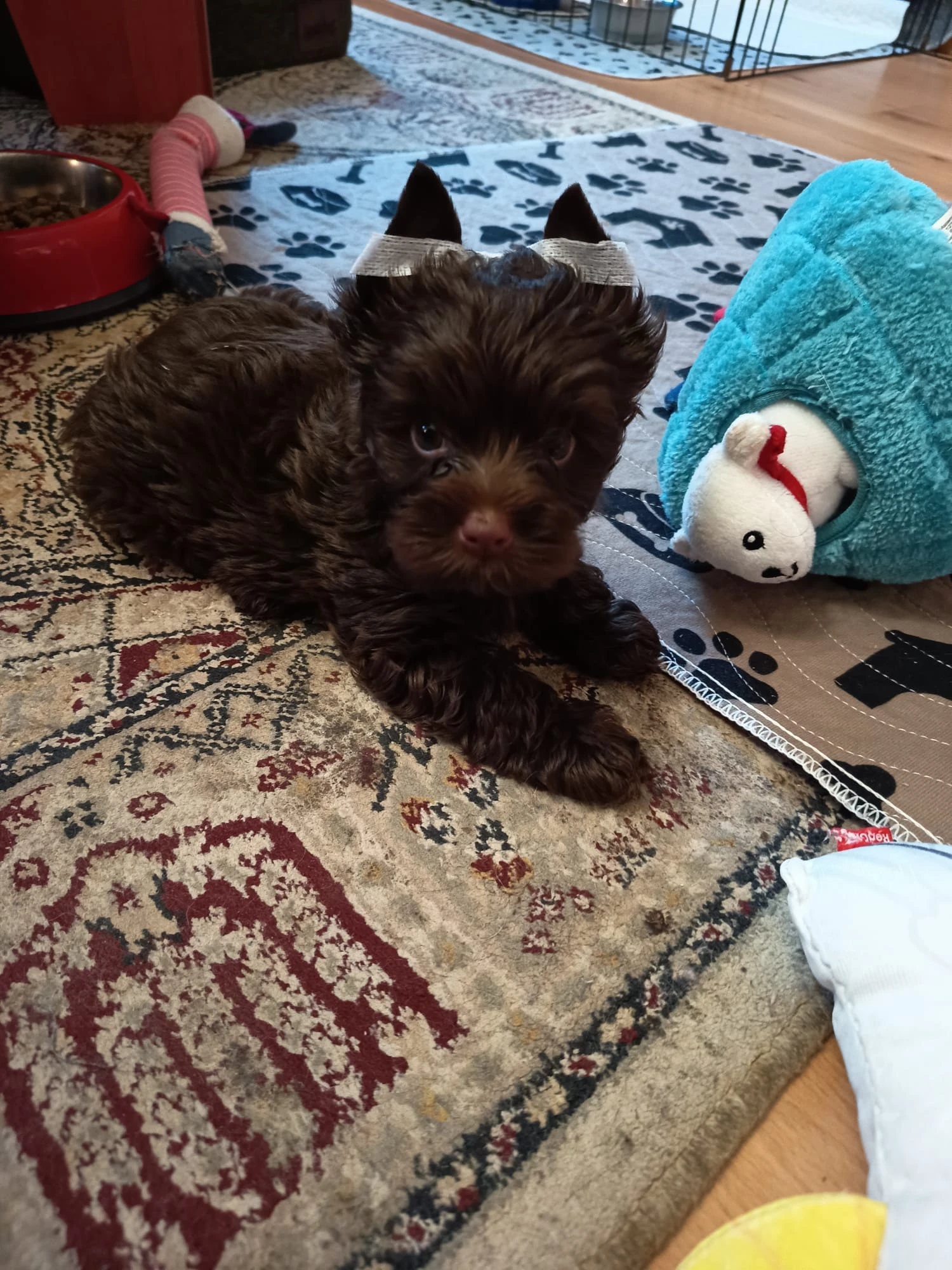 Štěňata Chocolate Yorkshire Terrier s PP