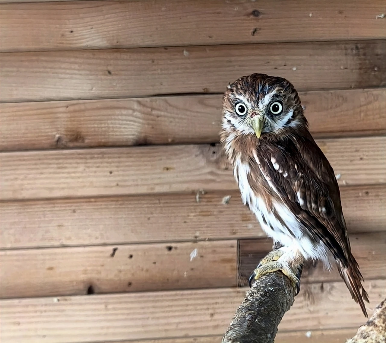 Kulíšek brazilský