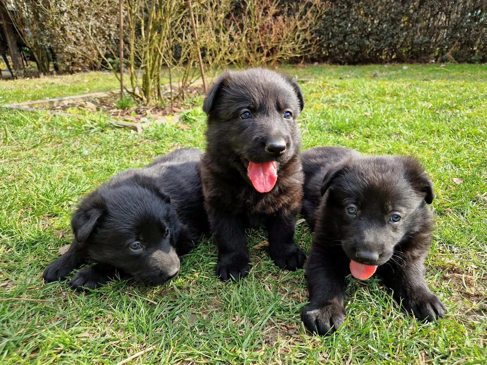 Německý ovčák s PP