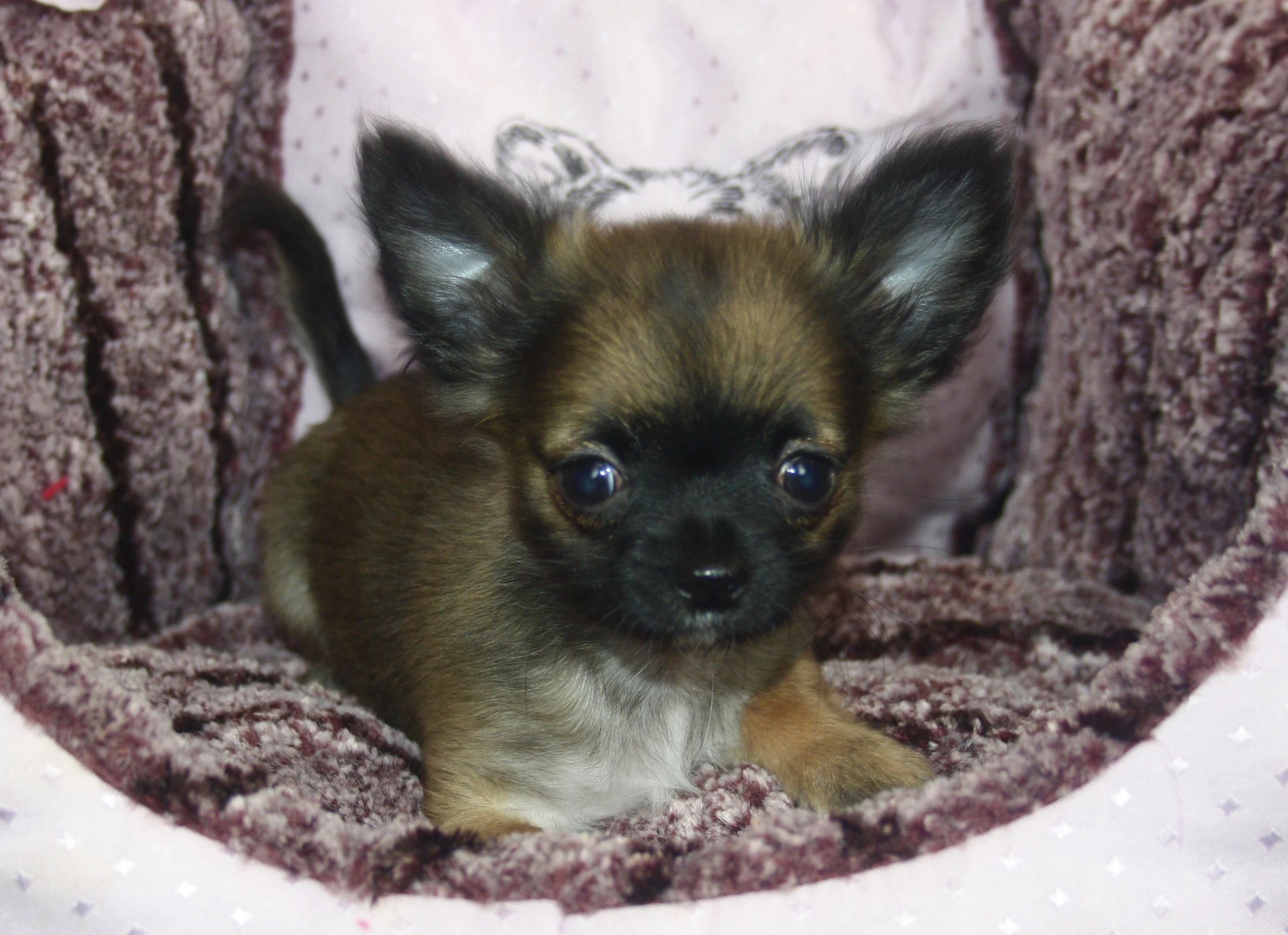 Čivava dlouhosrstá s PP