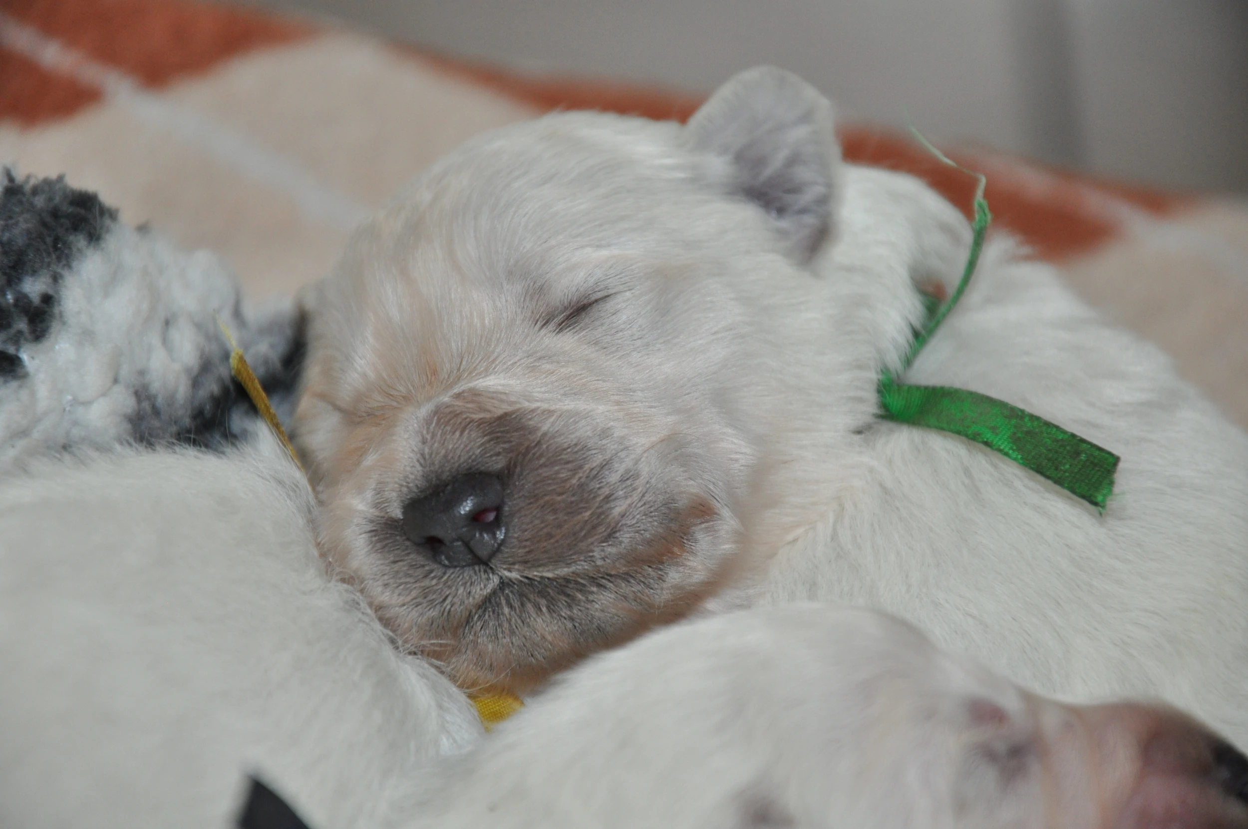 Slovenský čuvač - štěňata s PP