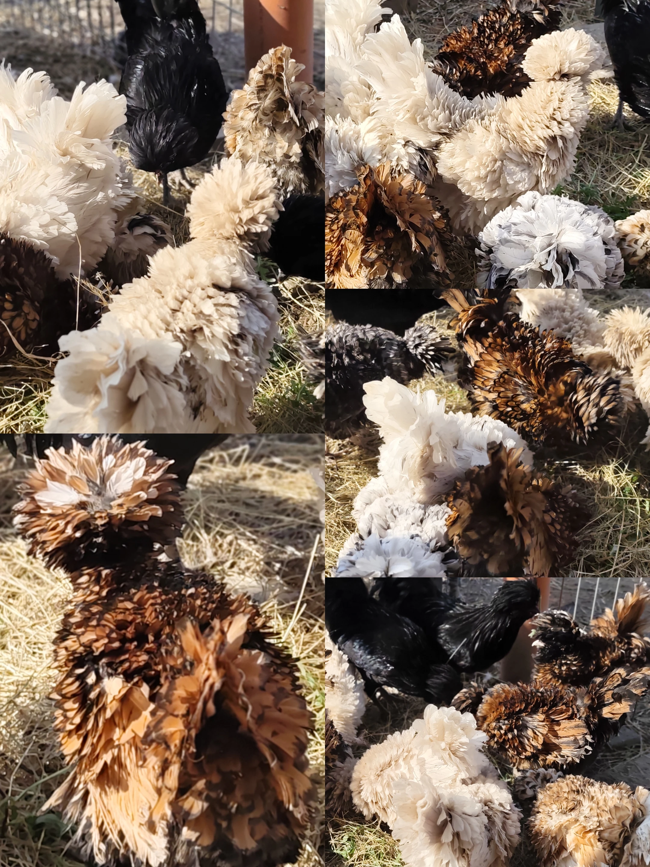 Paduánka násadová vejce