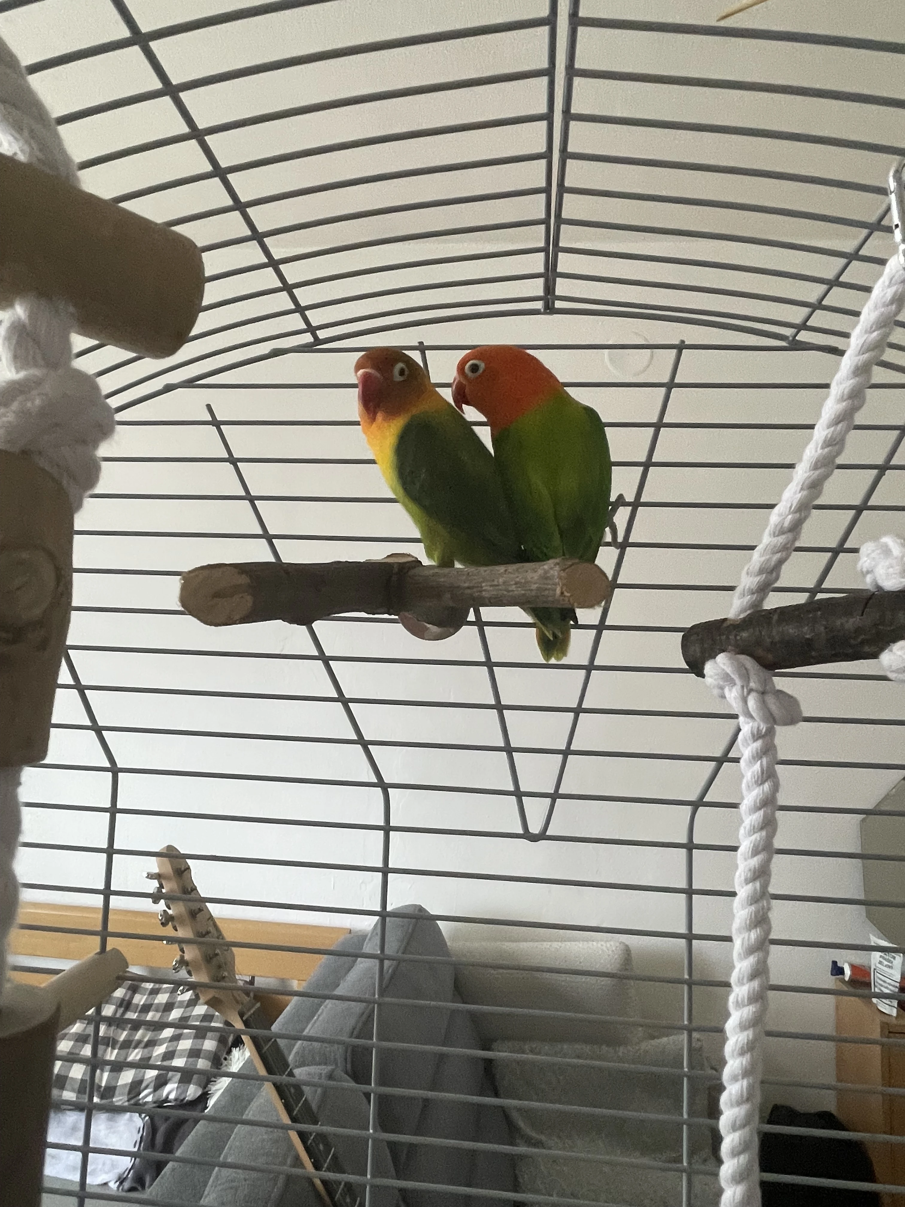 Daruji 2 Agapornise Fischerovi včetně vybavení