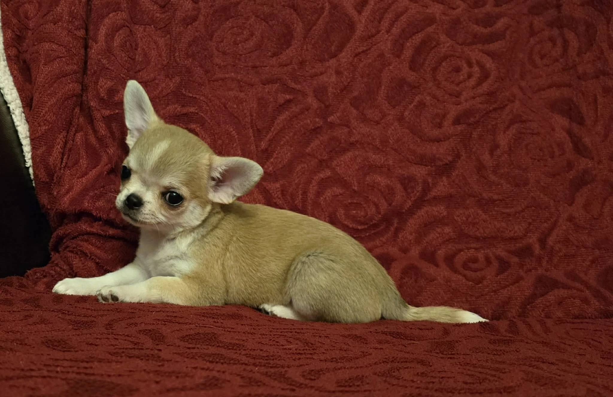 Čivava krátkosrstá s PP