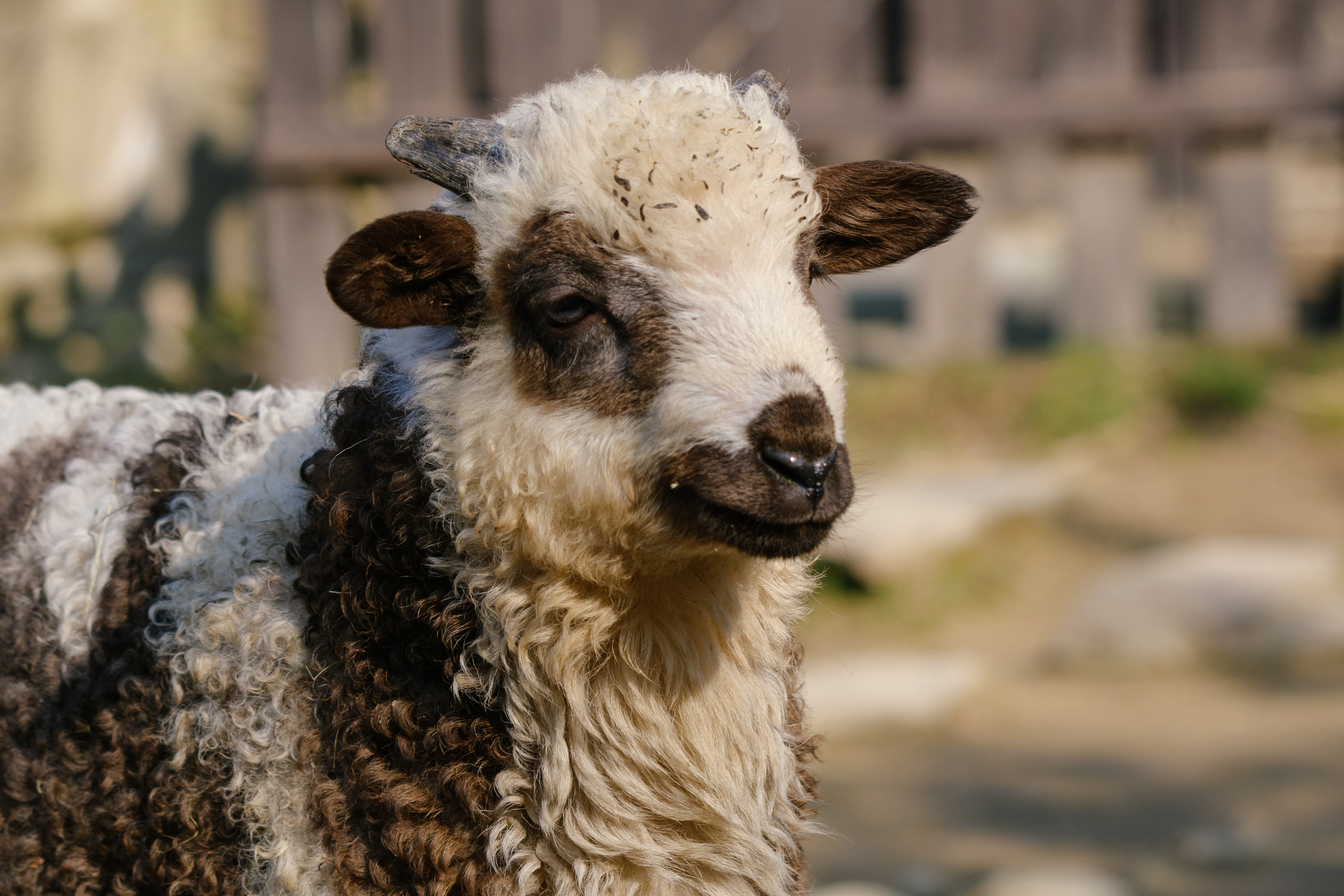 Valaška - beránci a ovečka