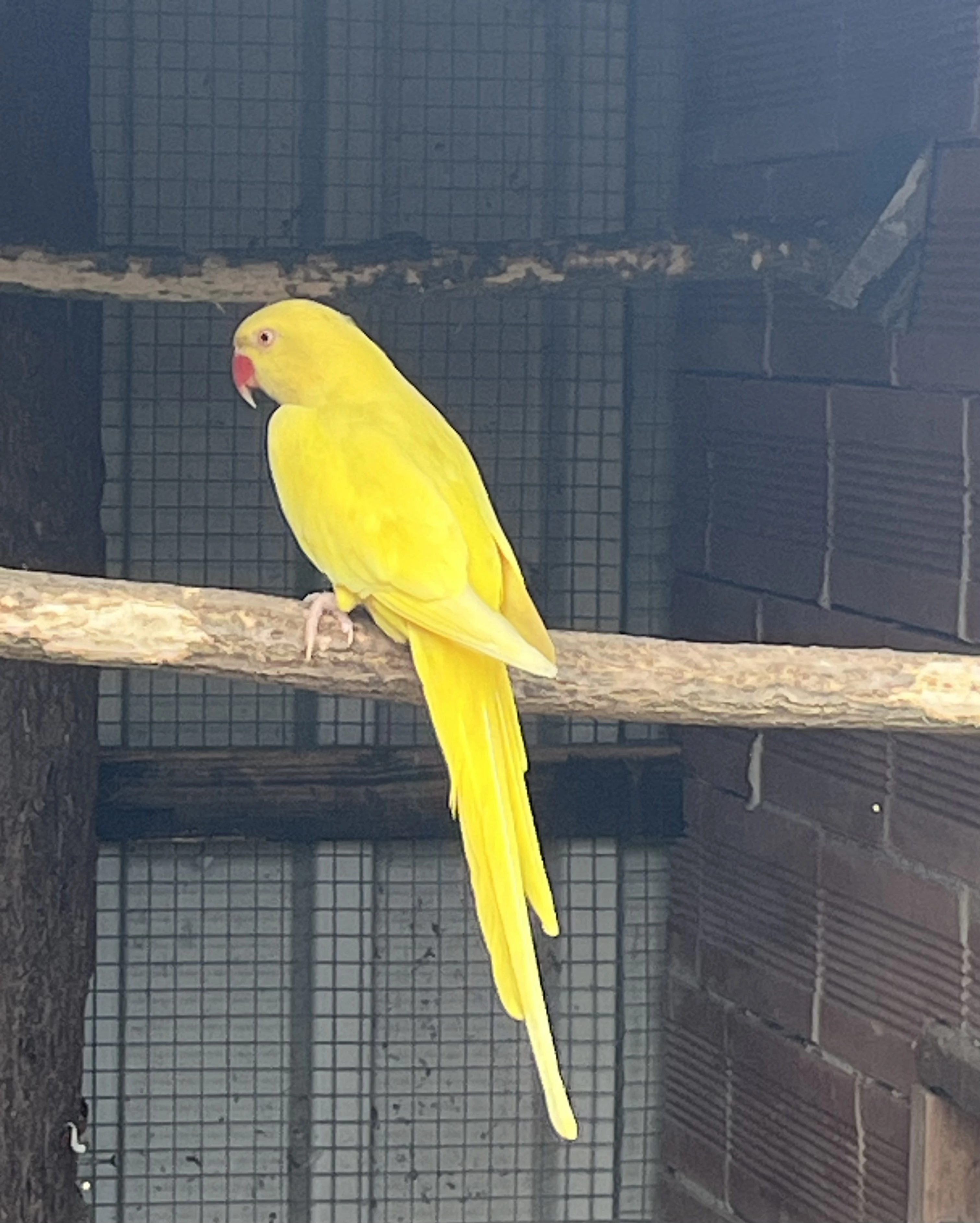 Alexandr malý - chovná samice