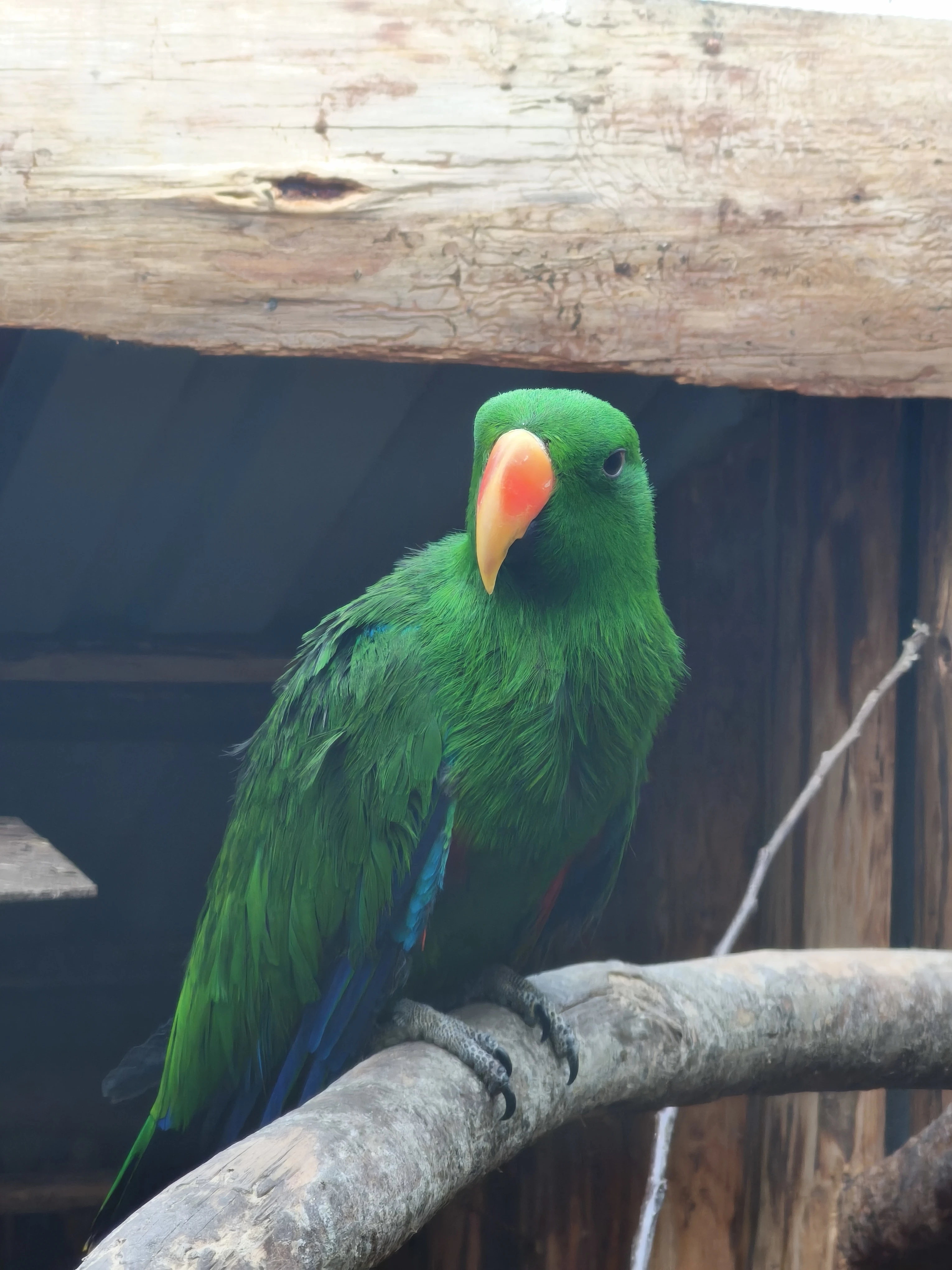 Eklektus různobarvý