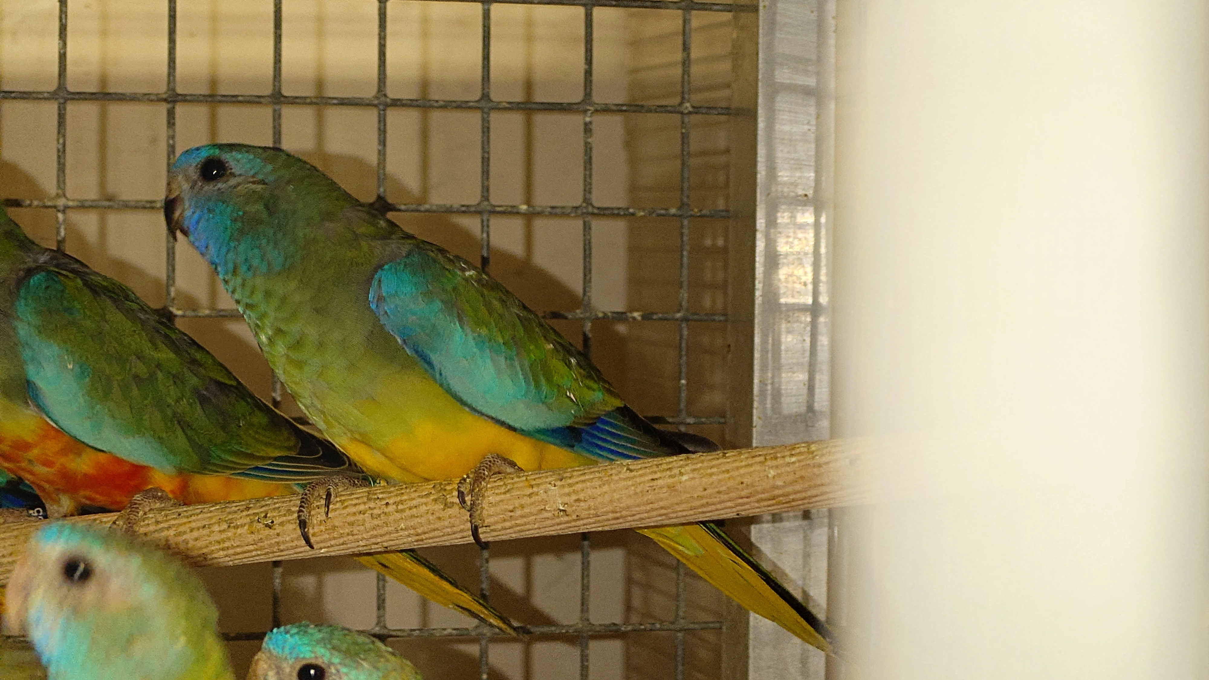 Neoféma Modrohlavá