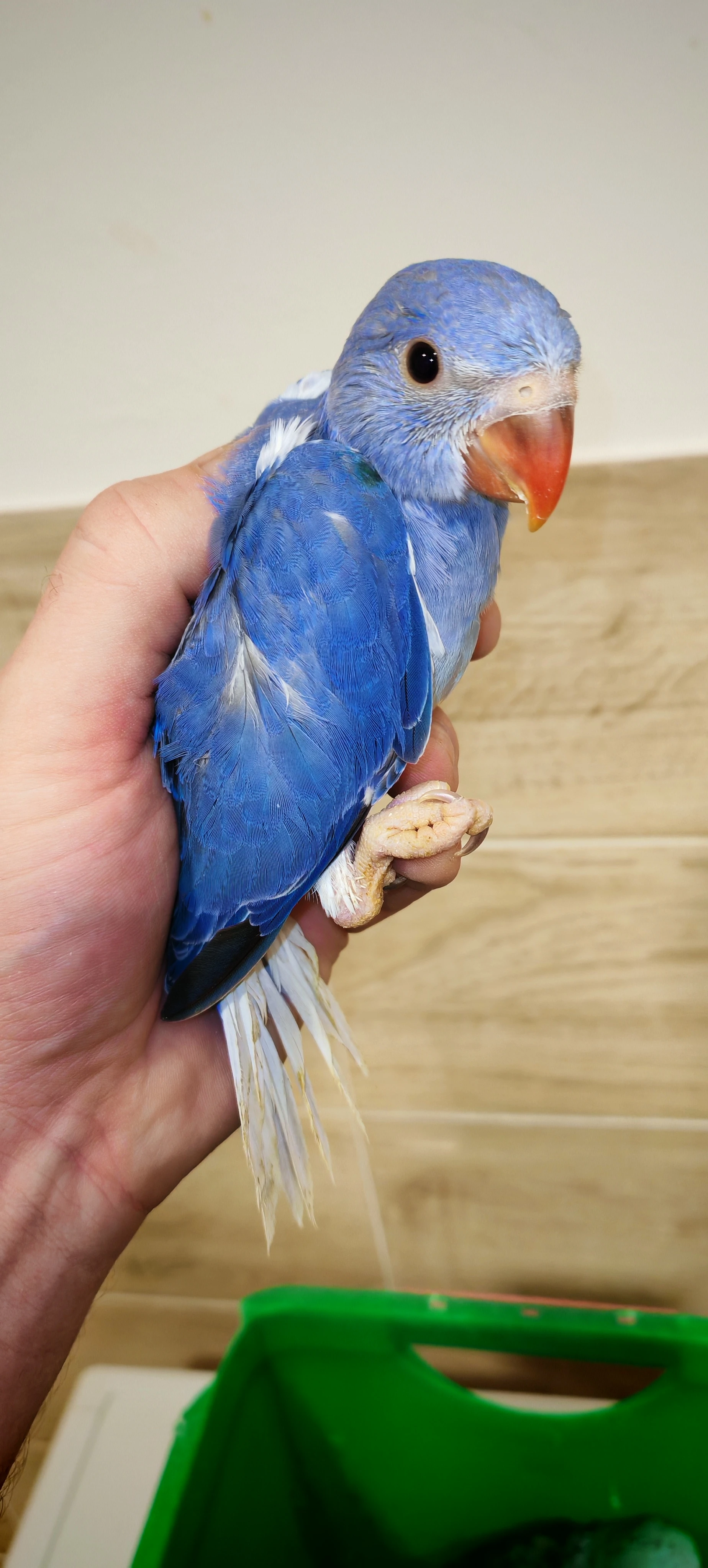 Alexandr malý, velký